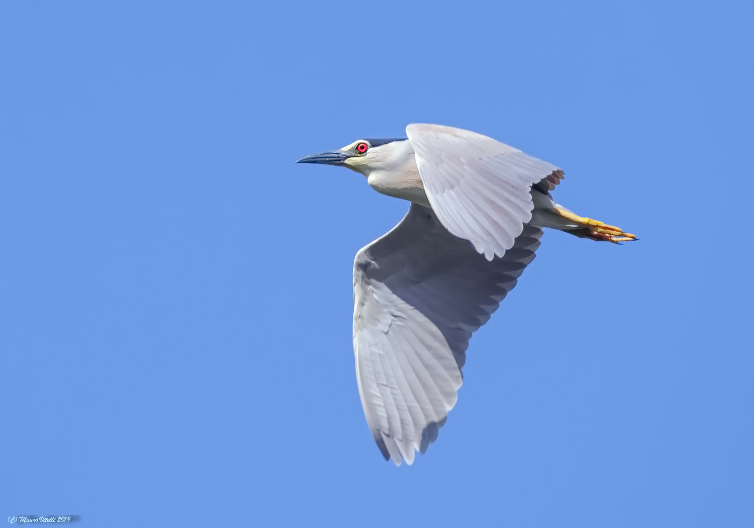 Nitticora (Nycticorax nycticorax)