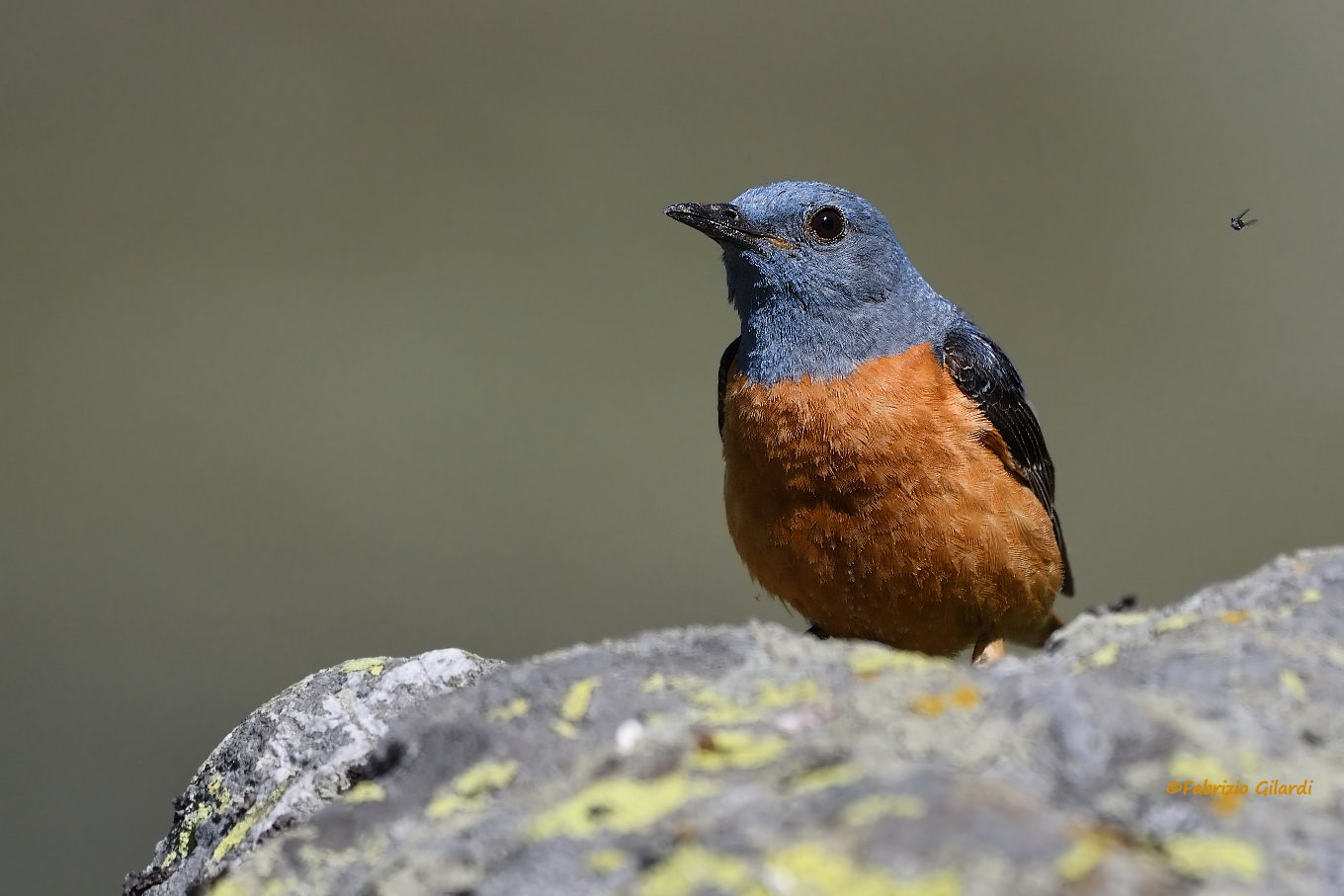 Monticola saxatilis (Codirossone)