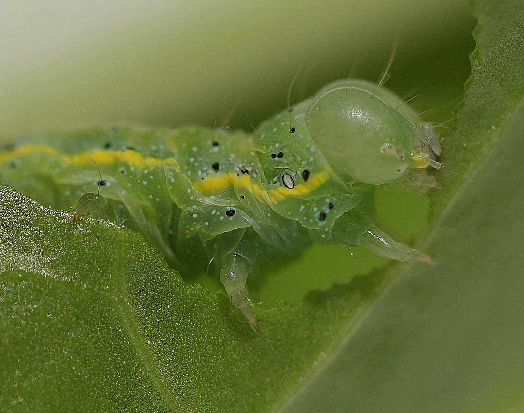 the caterpillar you find in the salad dish