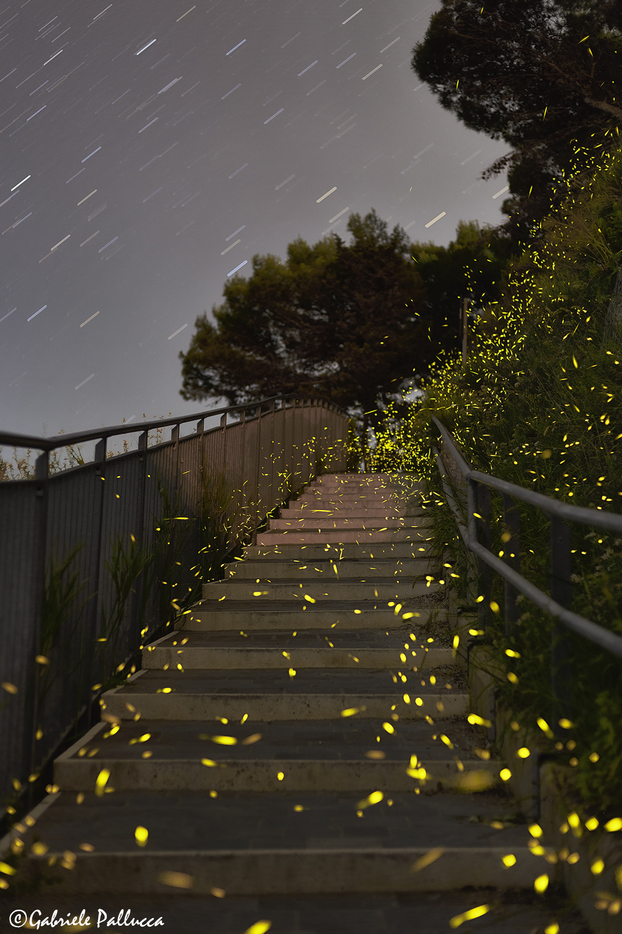 La danza delle lucciole