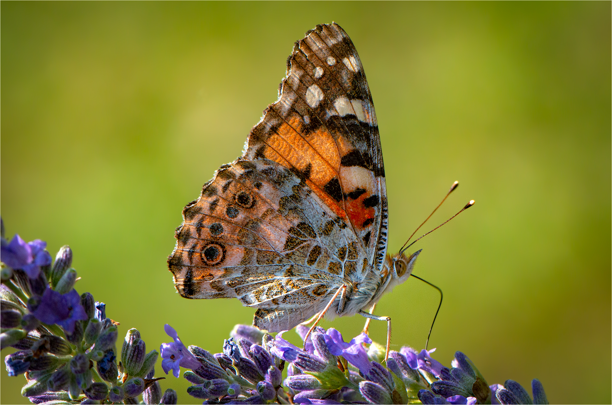 In posa sulla lavanda