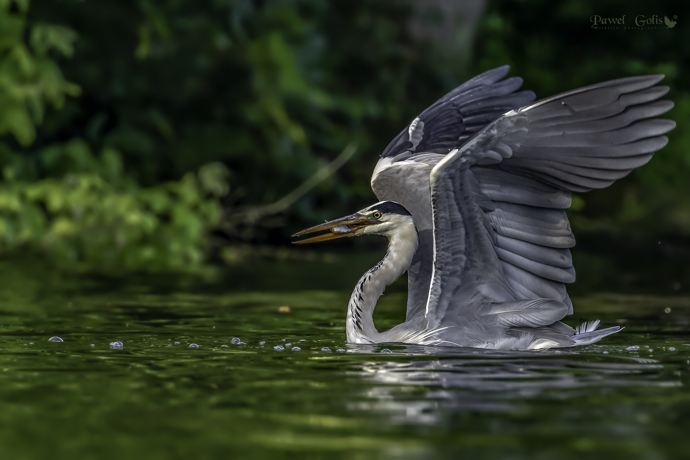 Aironi grigi (Ardea cinerea)
