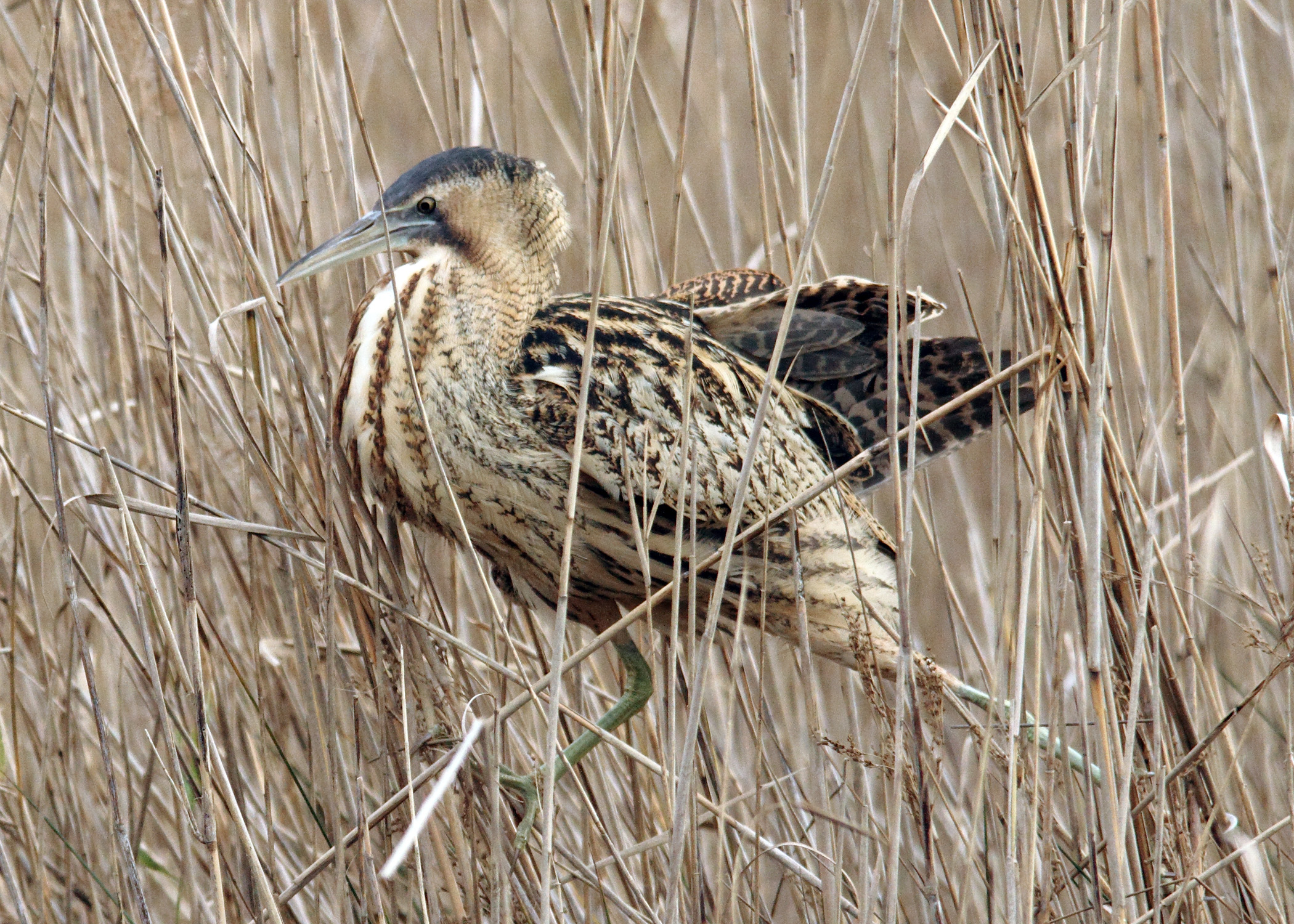 Bittern