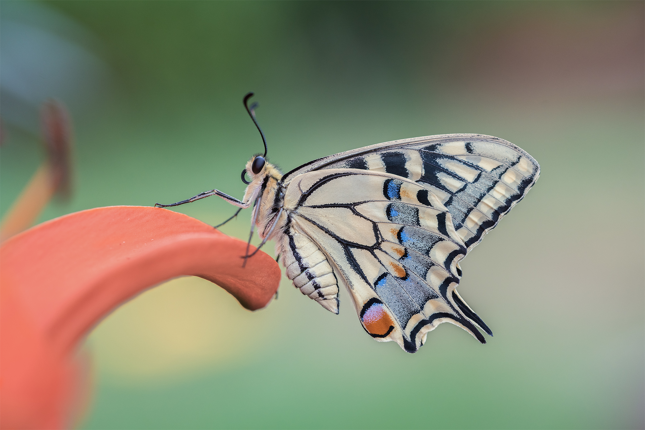 Papilio machaon