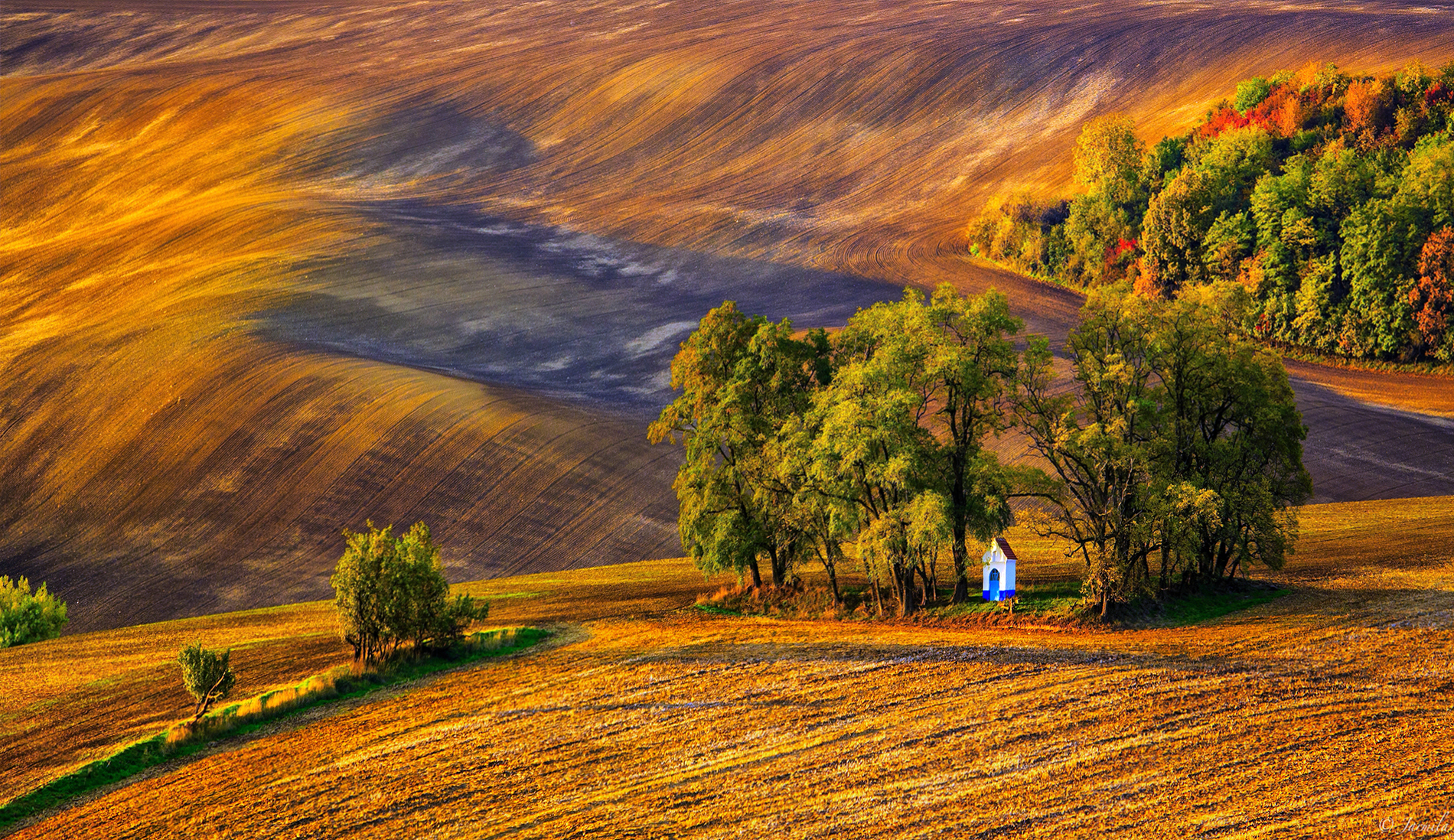 L'abbraccio degli alberi al tramonto in Moravia