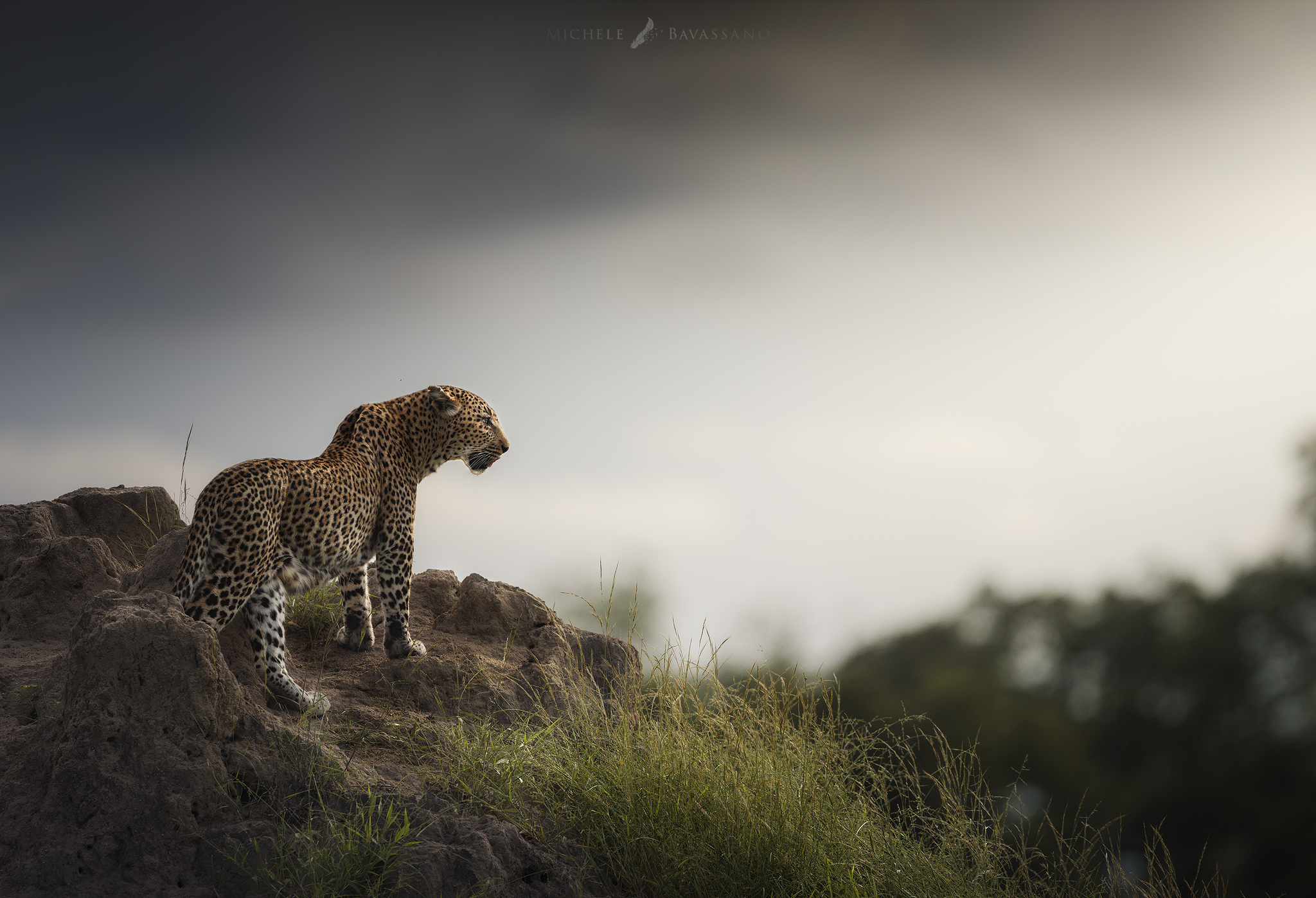 "Leopard at sunset"