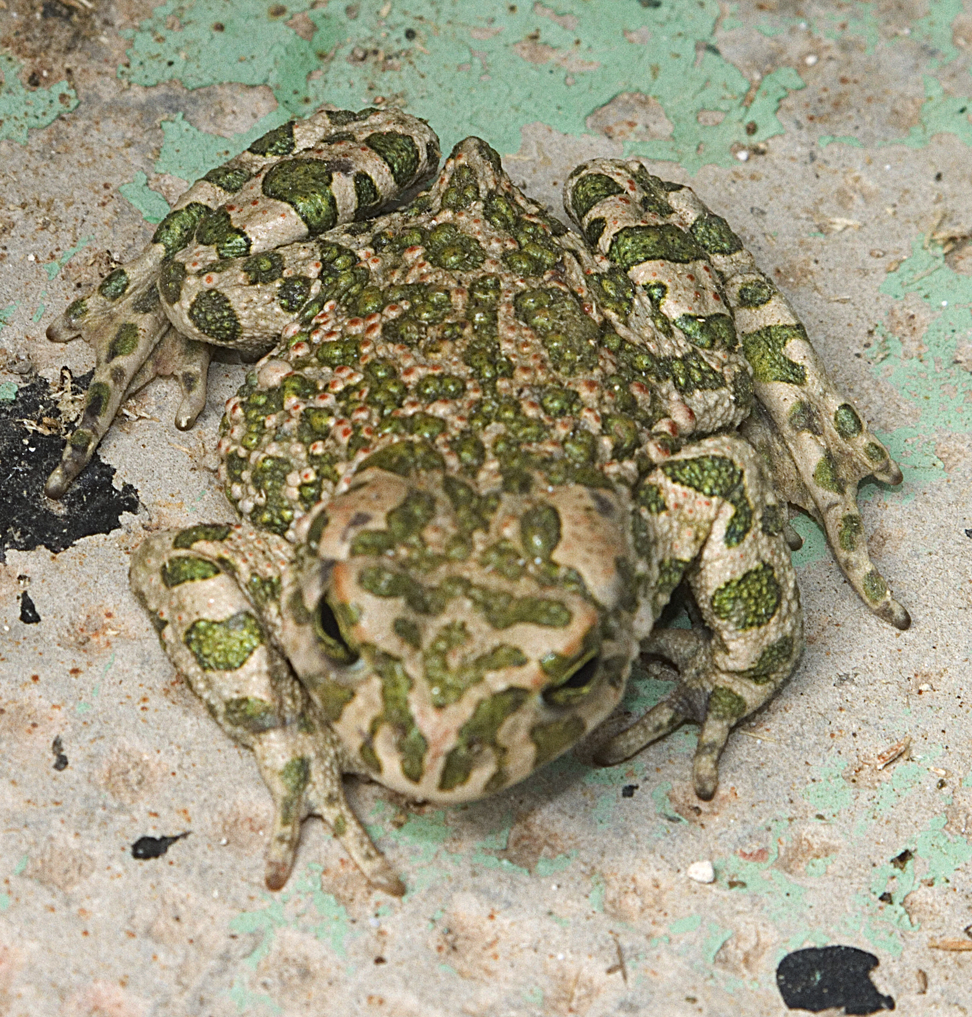 Toad, a little dishevelled
