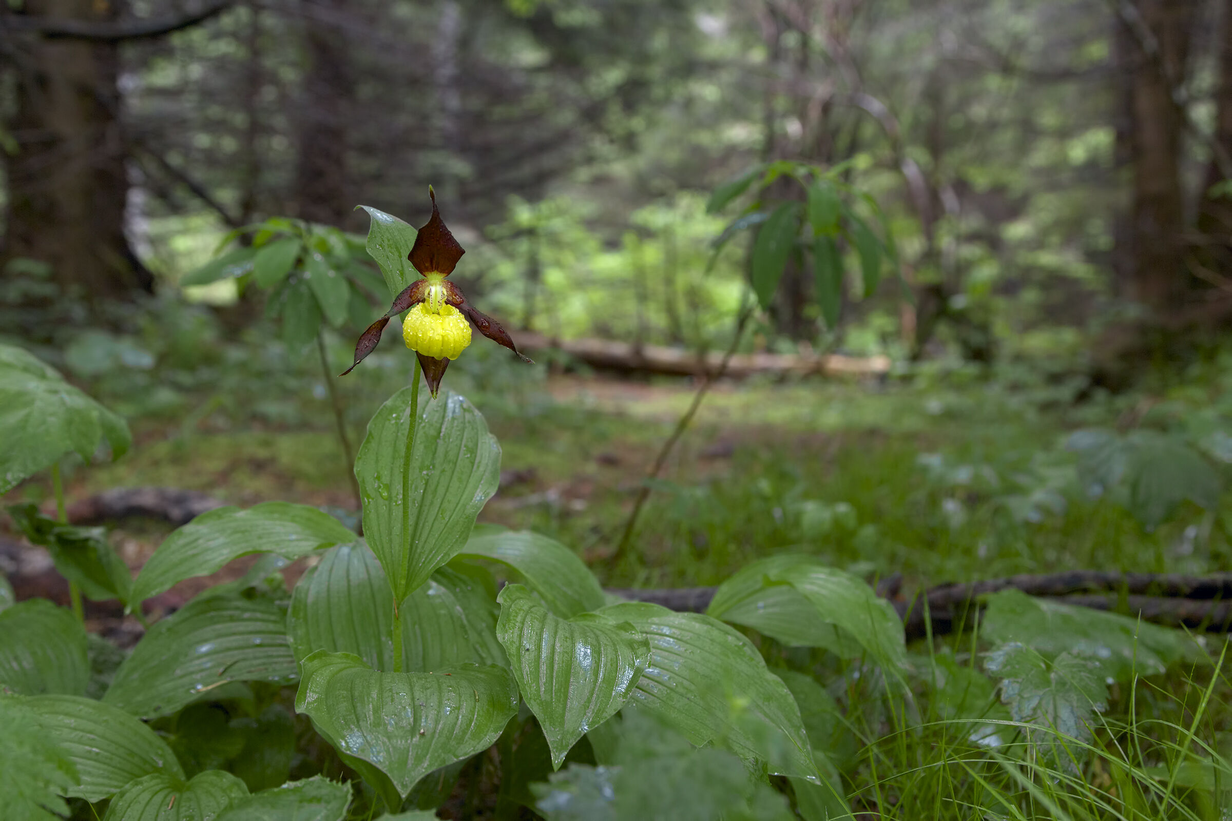 Shoe of Venus - Cypripedium calceolus