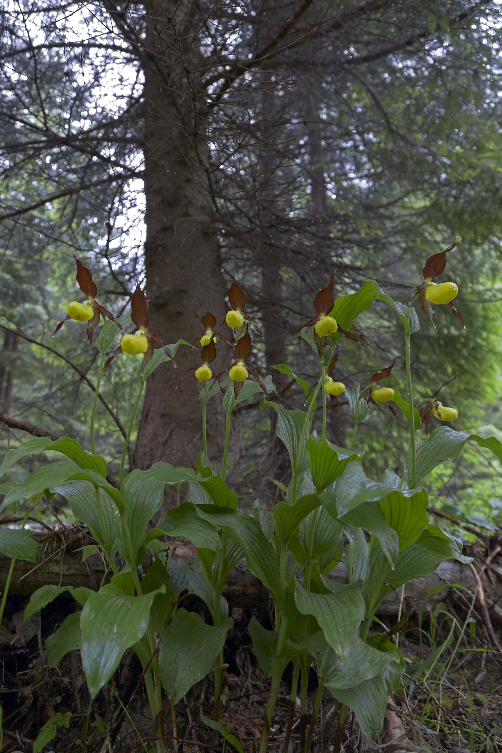Shoe of Venus - Cypripedium calceolus