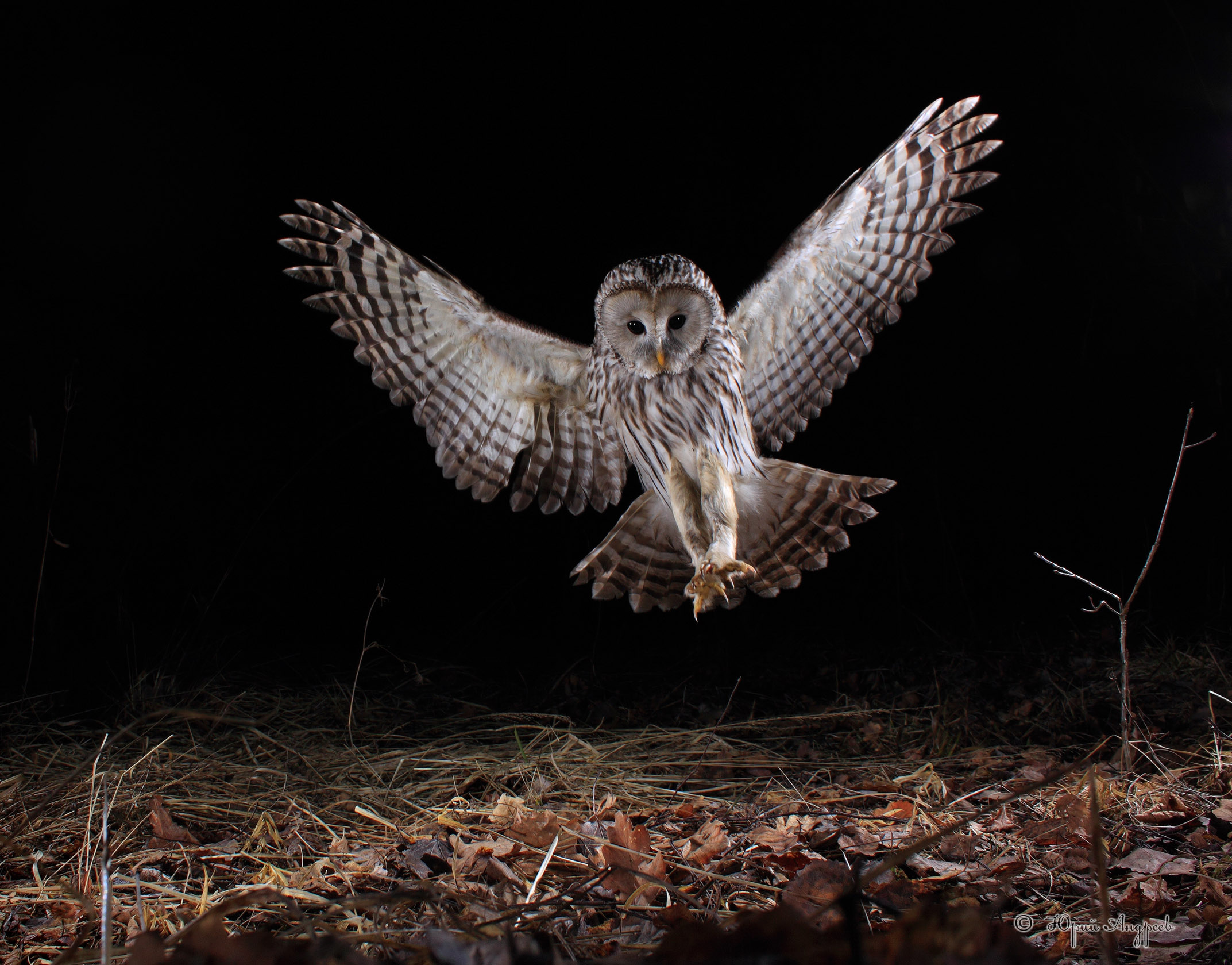Owl mouse hunt