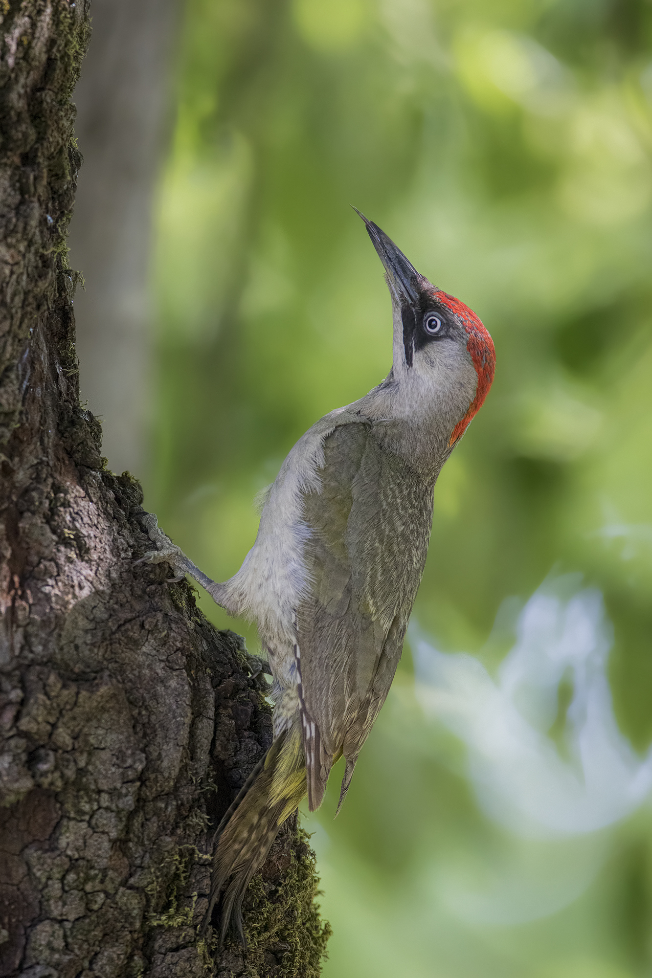 female green woodpecker
