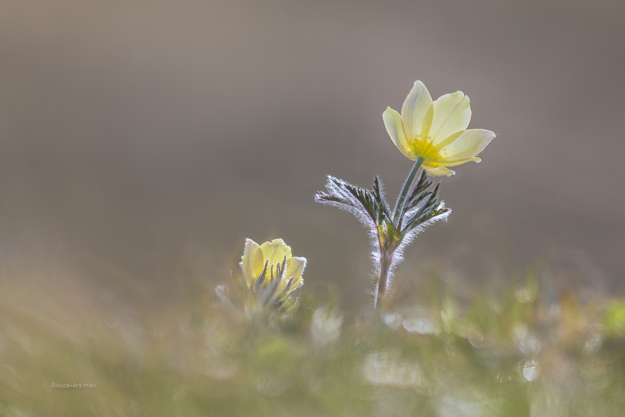 Alpine pulsatilla subsp. apiifolia