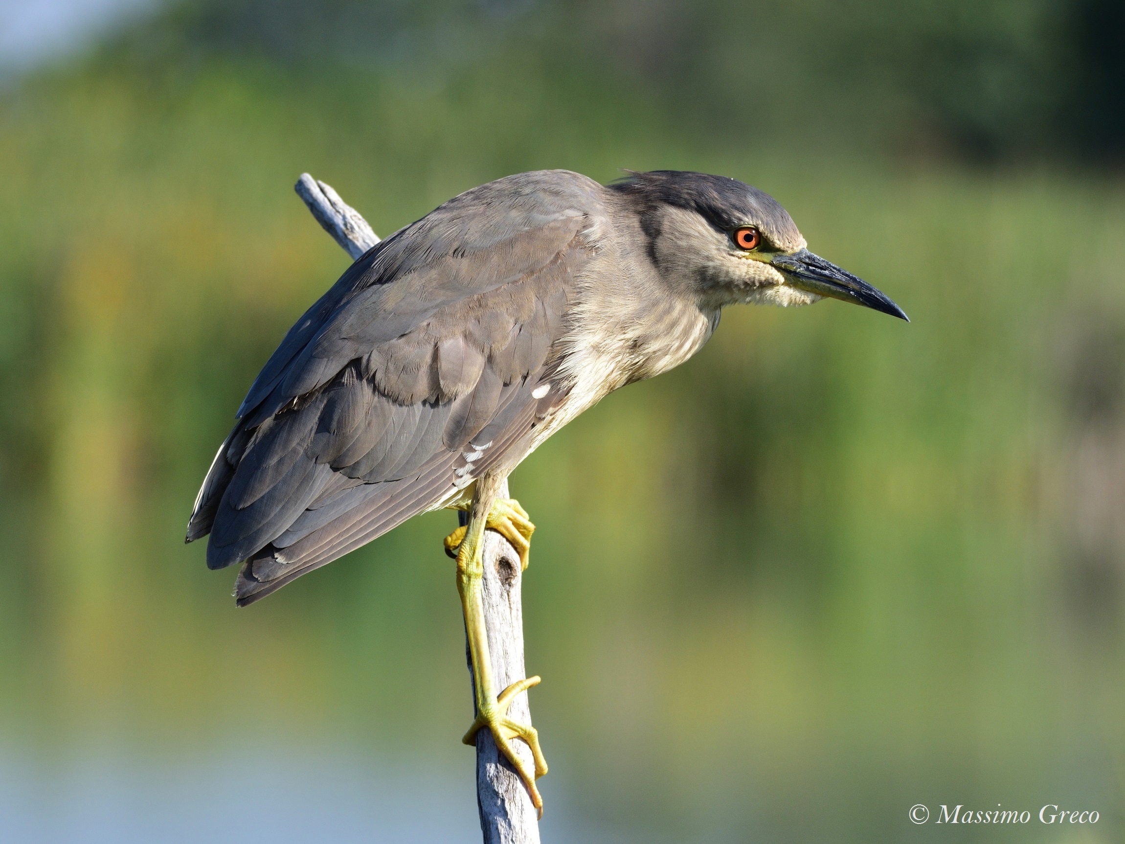 Nitticora (Nycticorax nycticorax)