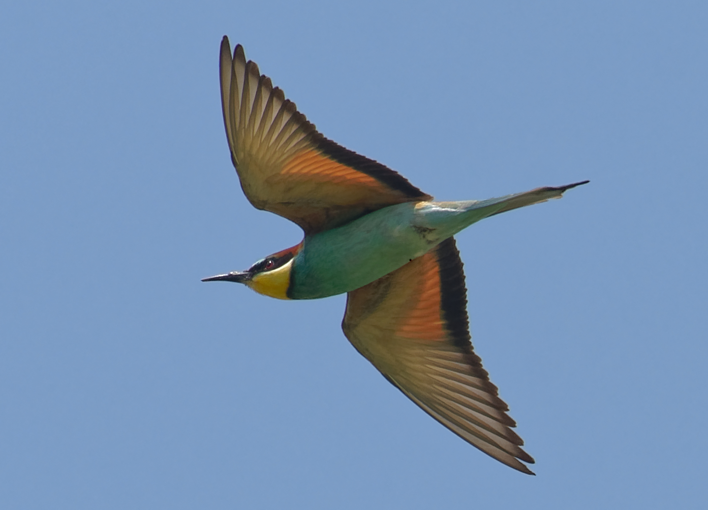 El Abanico De Los Cielos