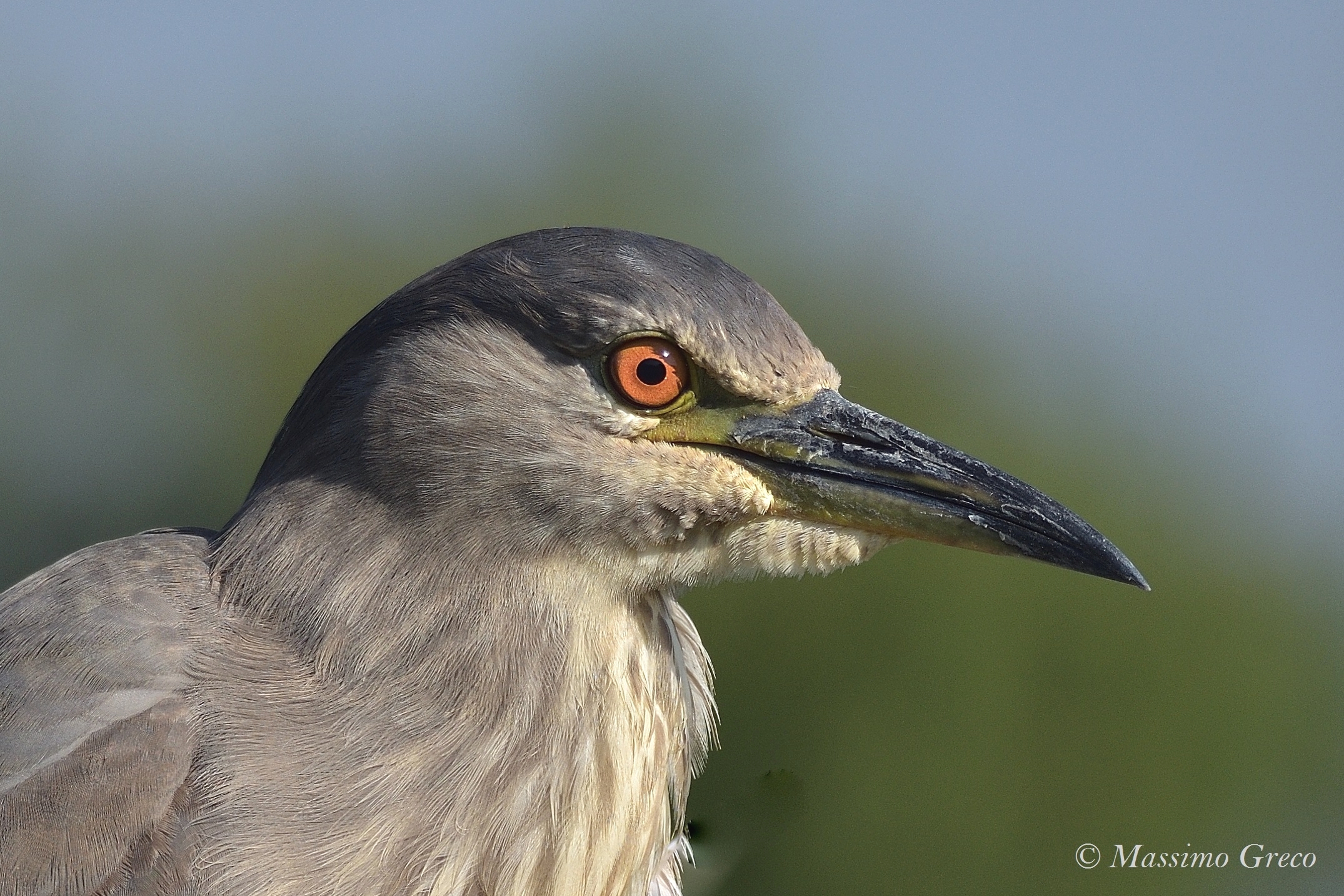 Nitticora (Nycticorax nycticorax)