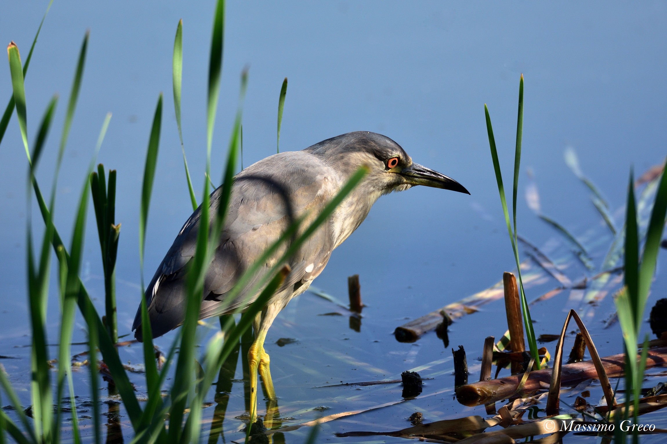 Nitticora (Nycticorax nycticorax)
