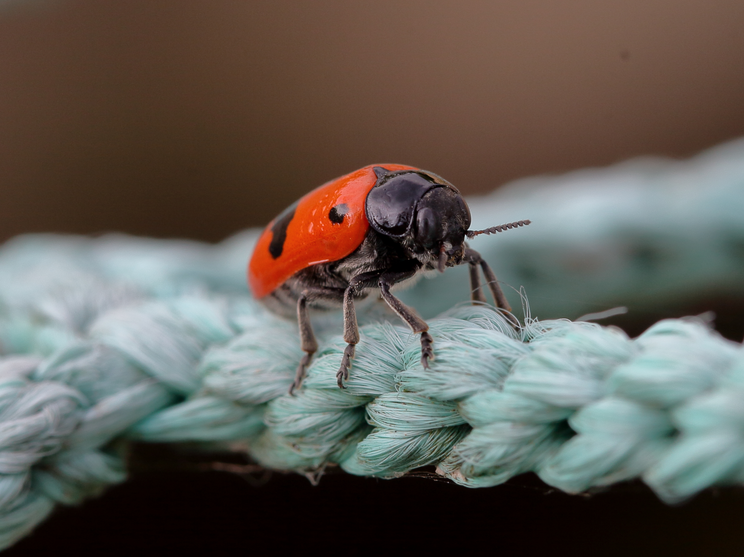 don't keep me on the rope!