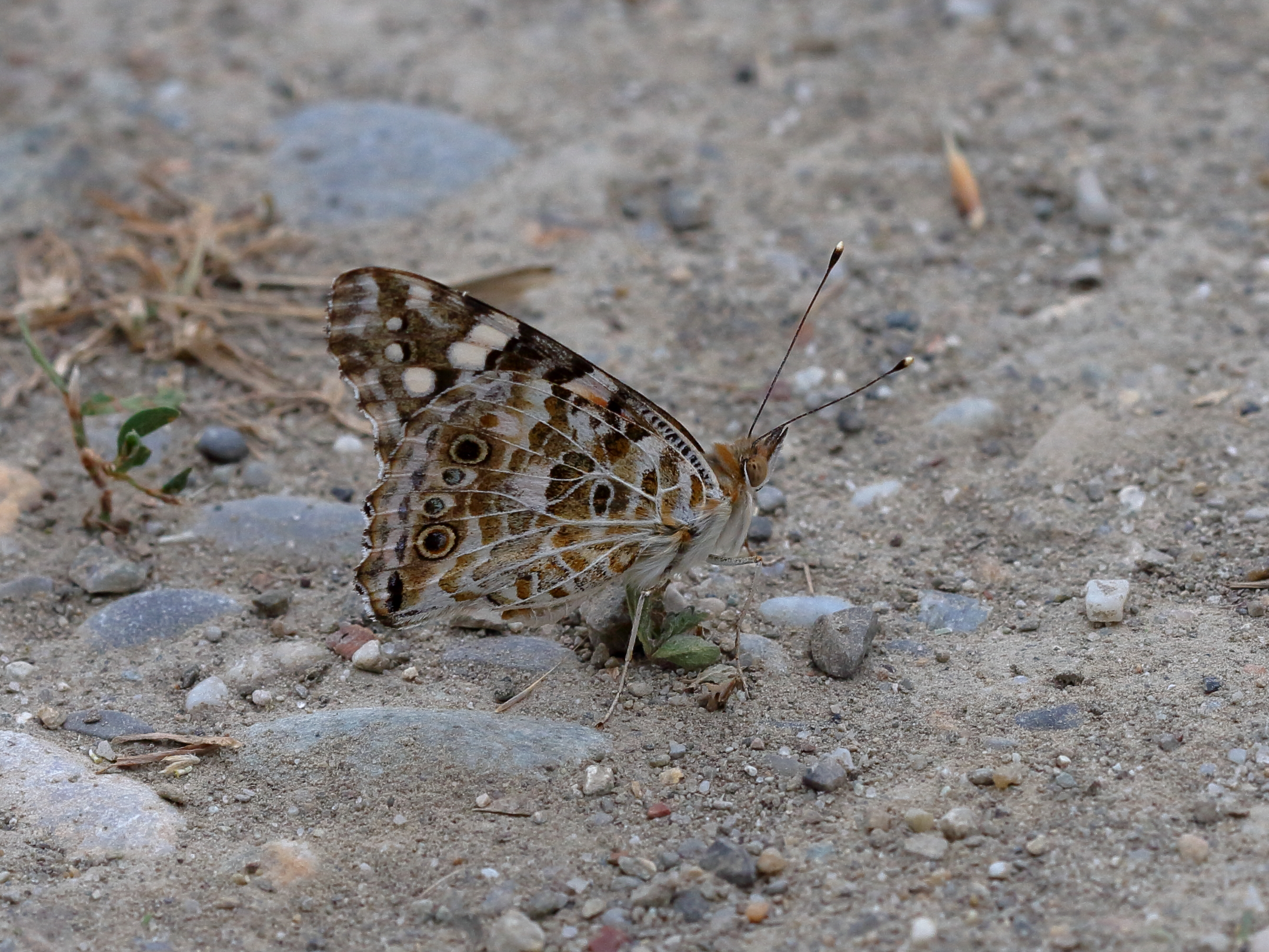 butterfly on the way