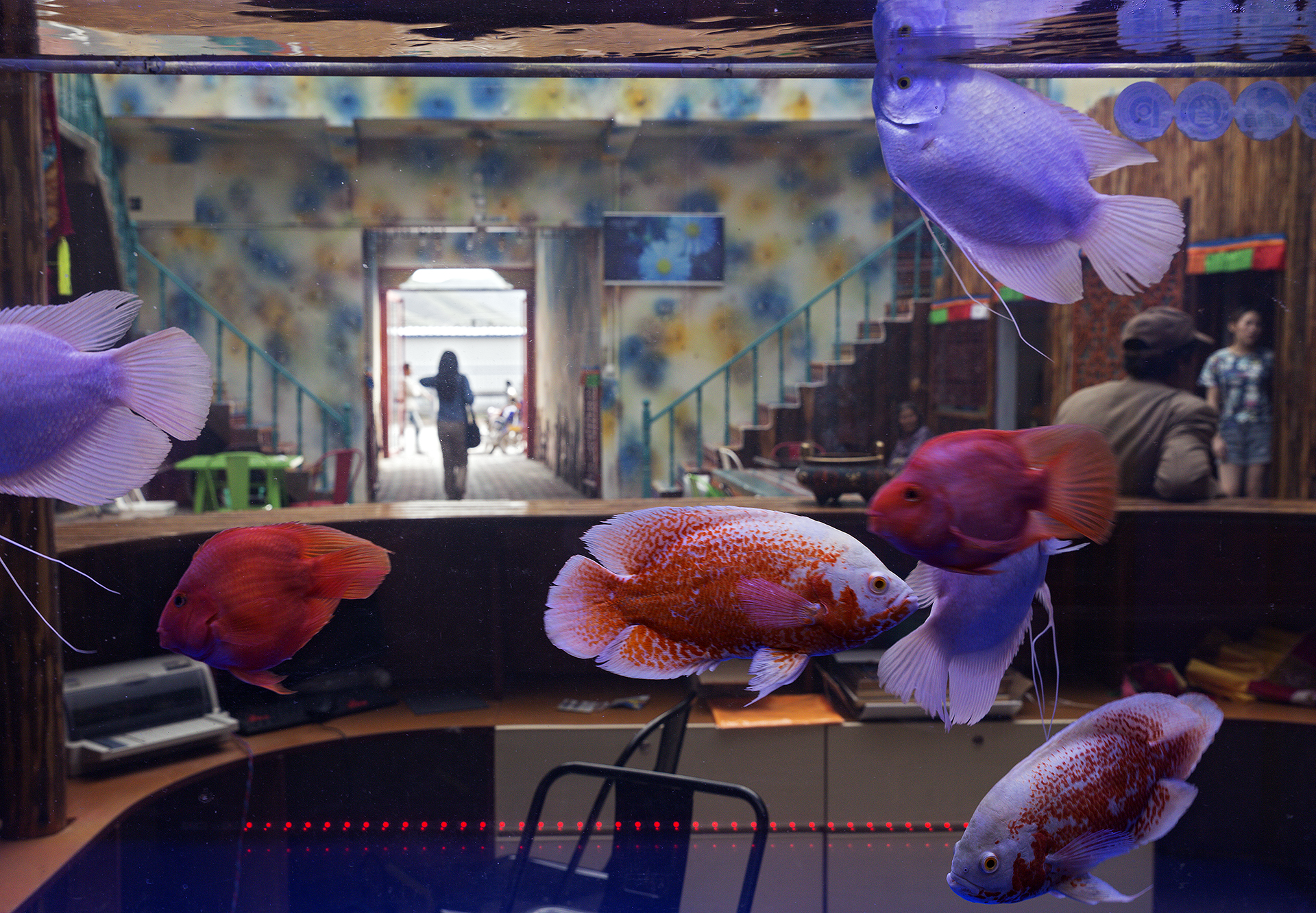 Under the sign of the aquarium