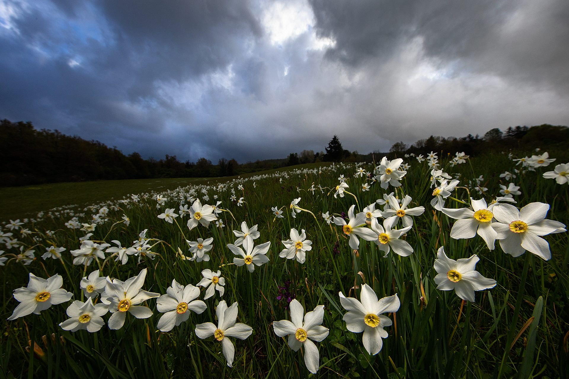 Narcissus Italian Rhapsody