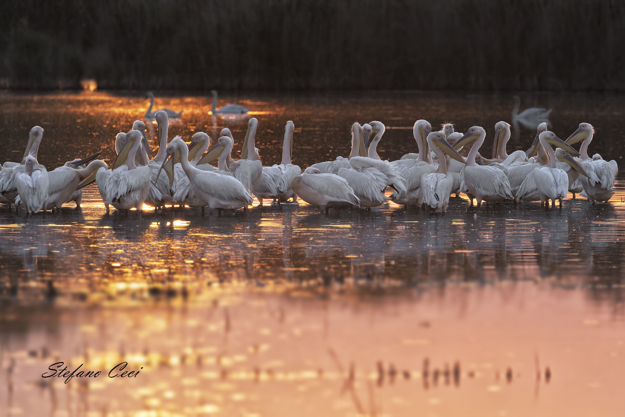 Pelicans at sunset
