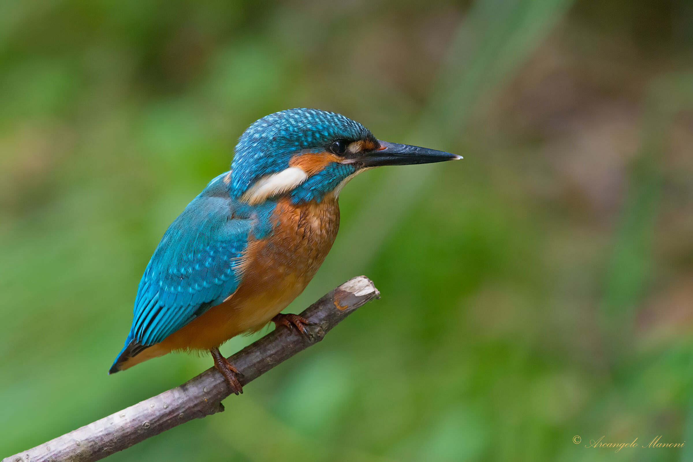 Waiting for the prey