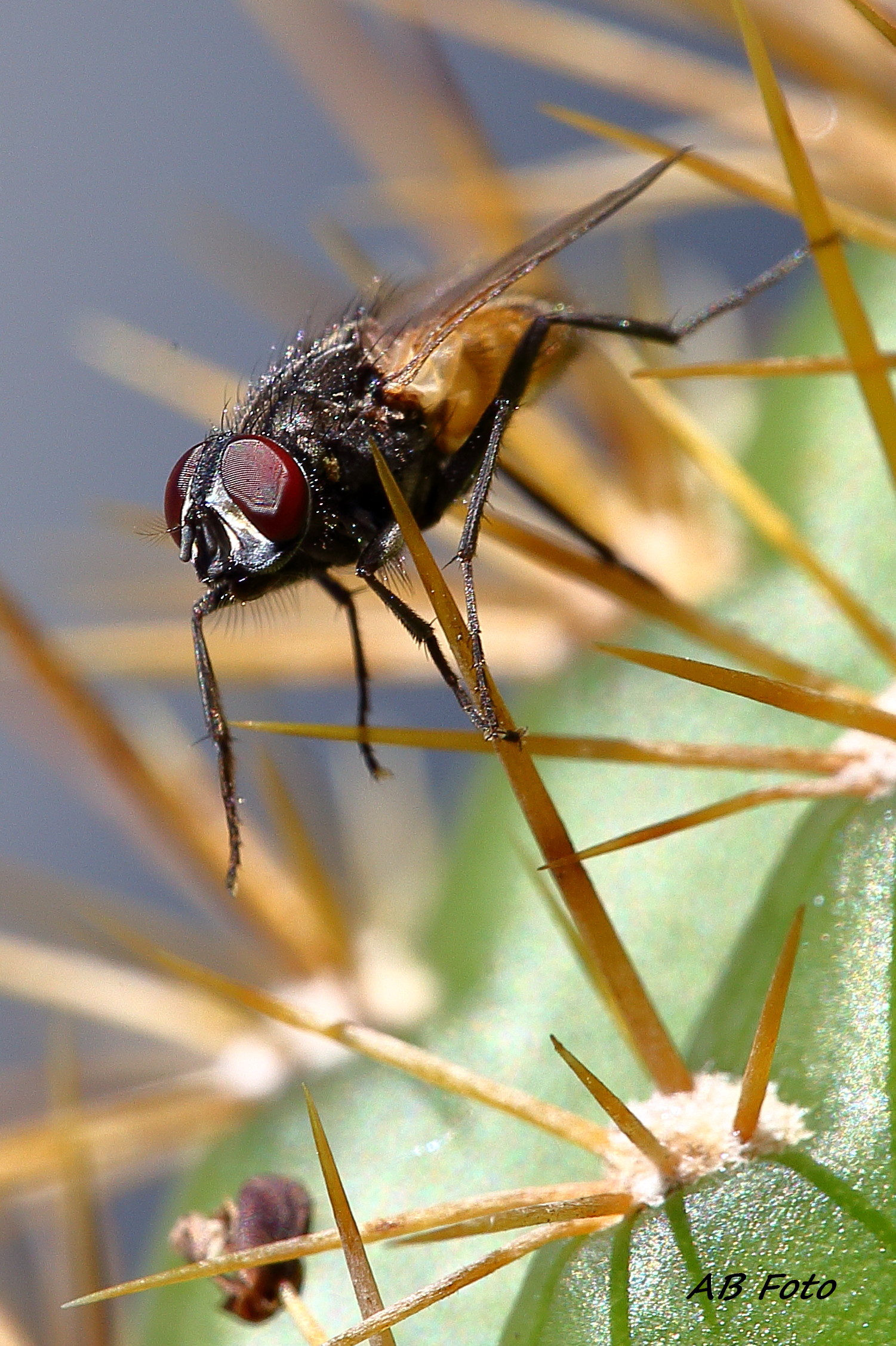 Macrofly