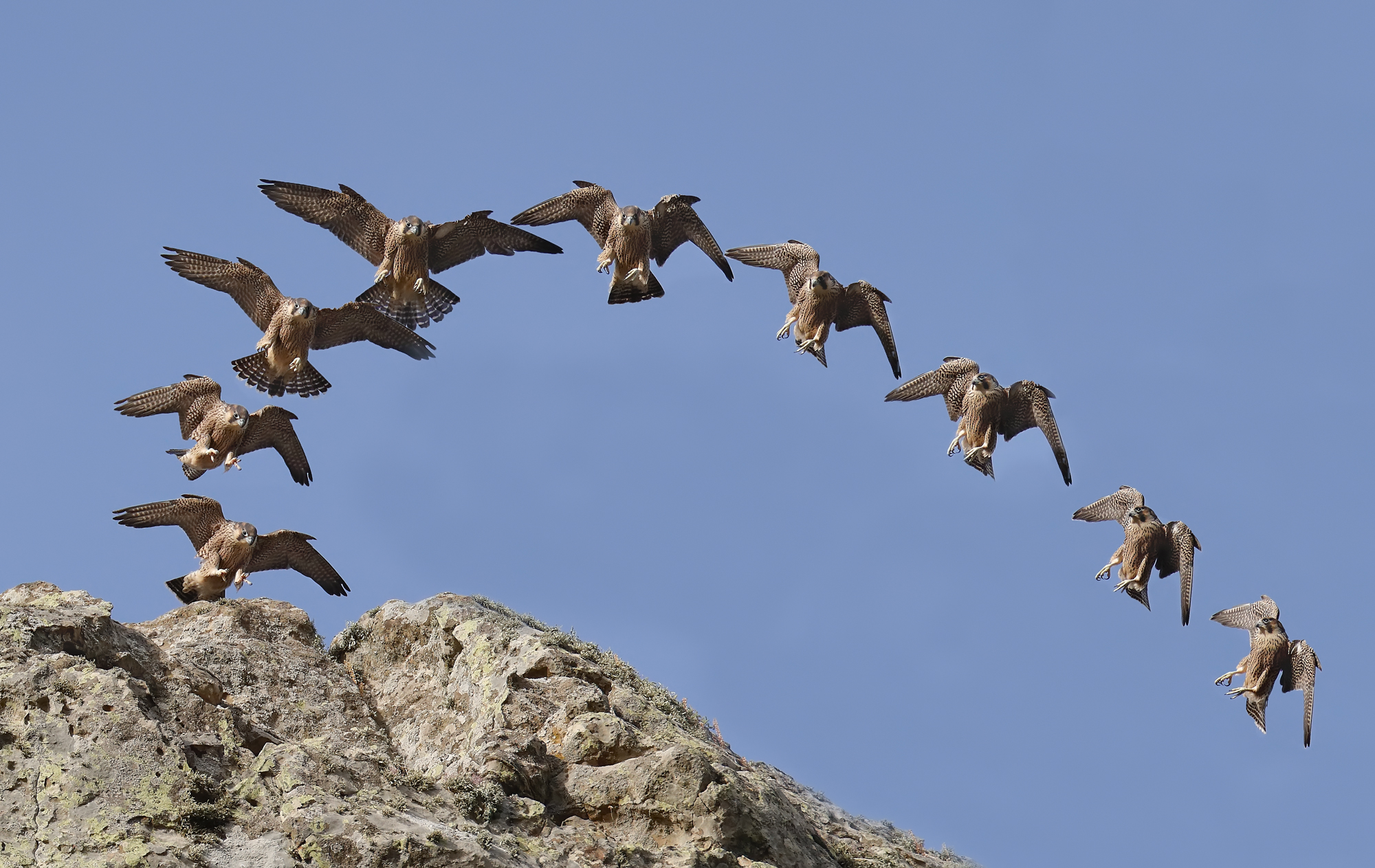 Atterraggio falco pellegrino