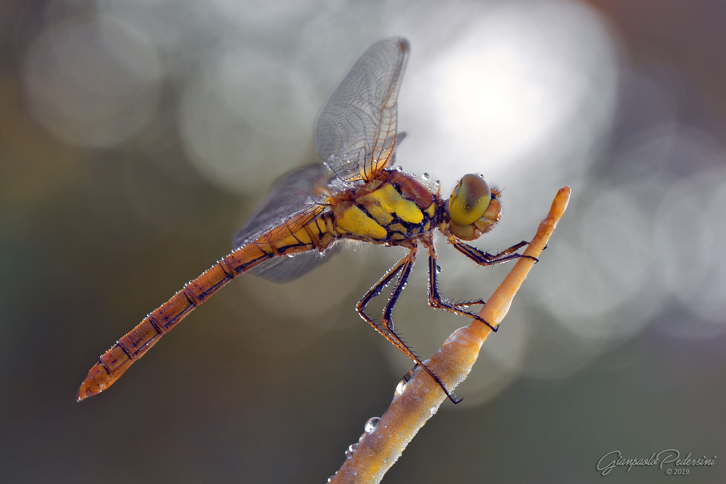 Sympetrum striolatum
