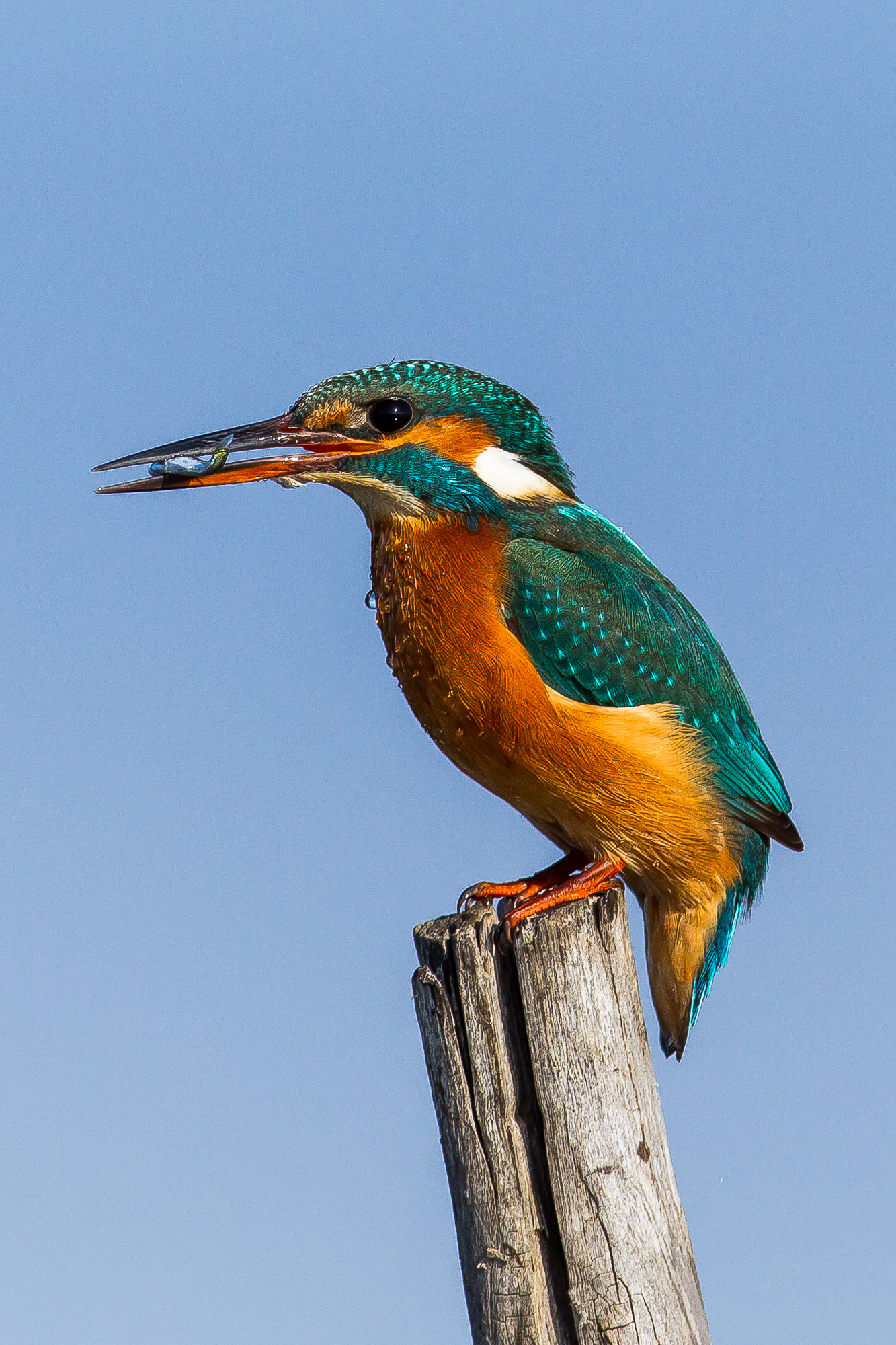 KingFisher