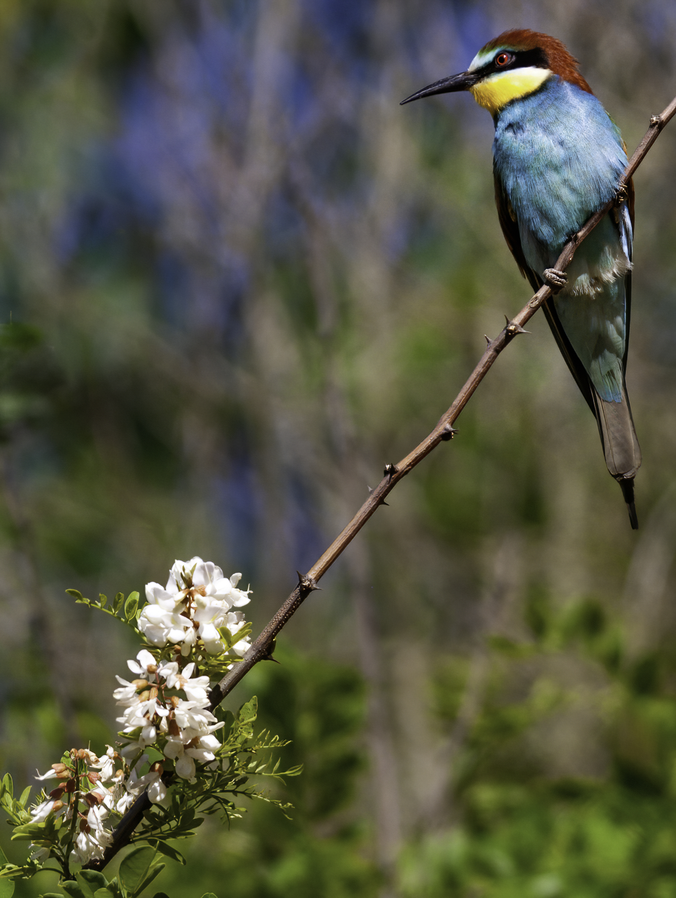 Gruccione fiorito pp