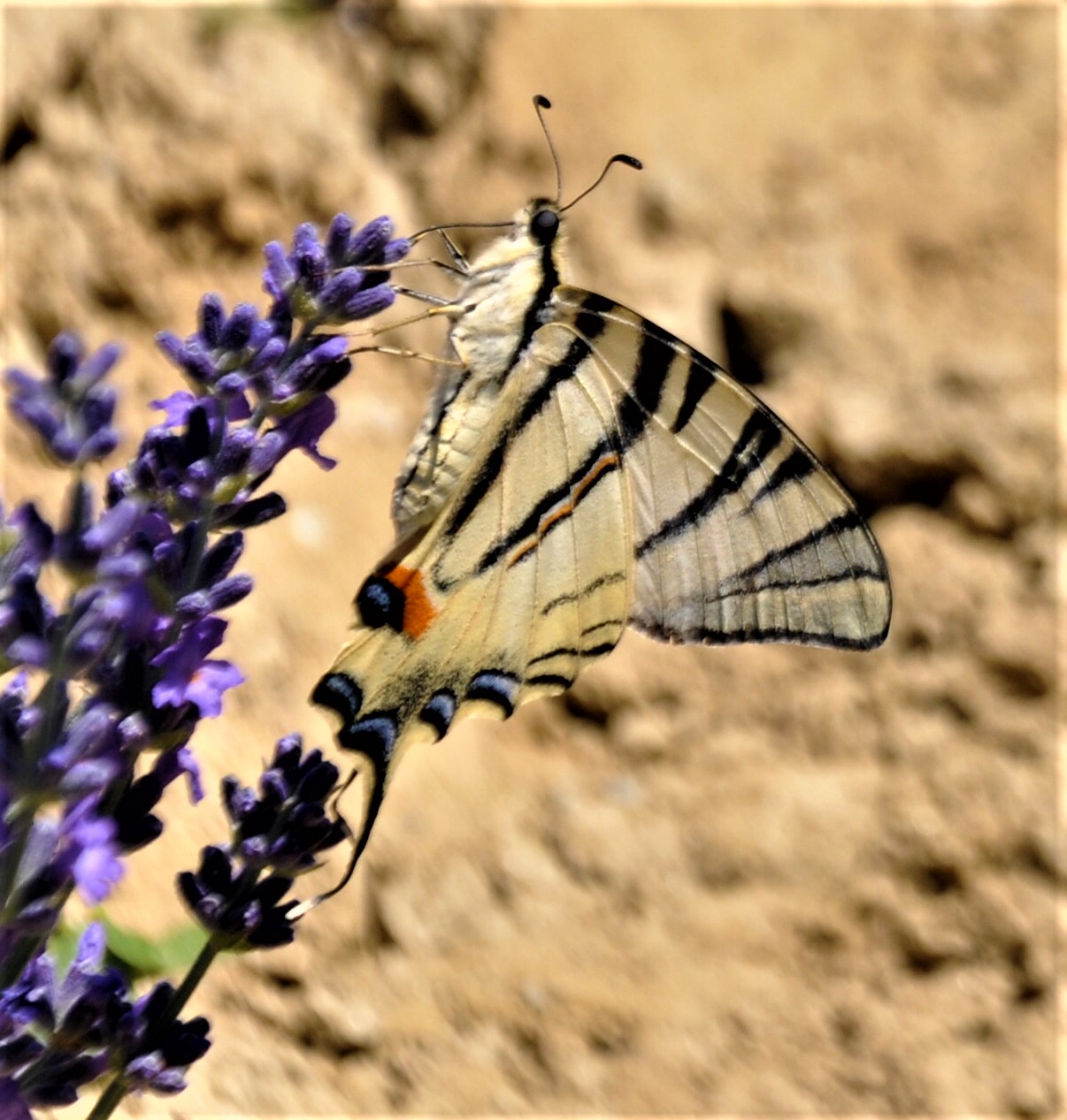 ...farfalla sulla lavanda...