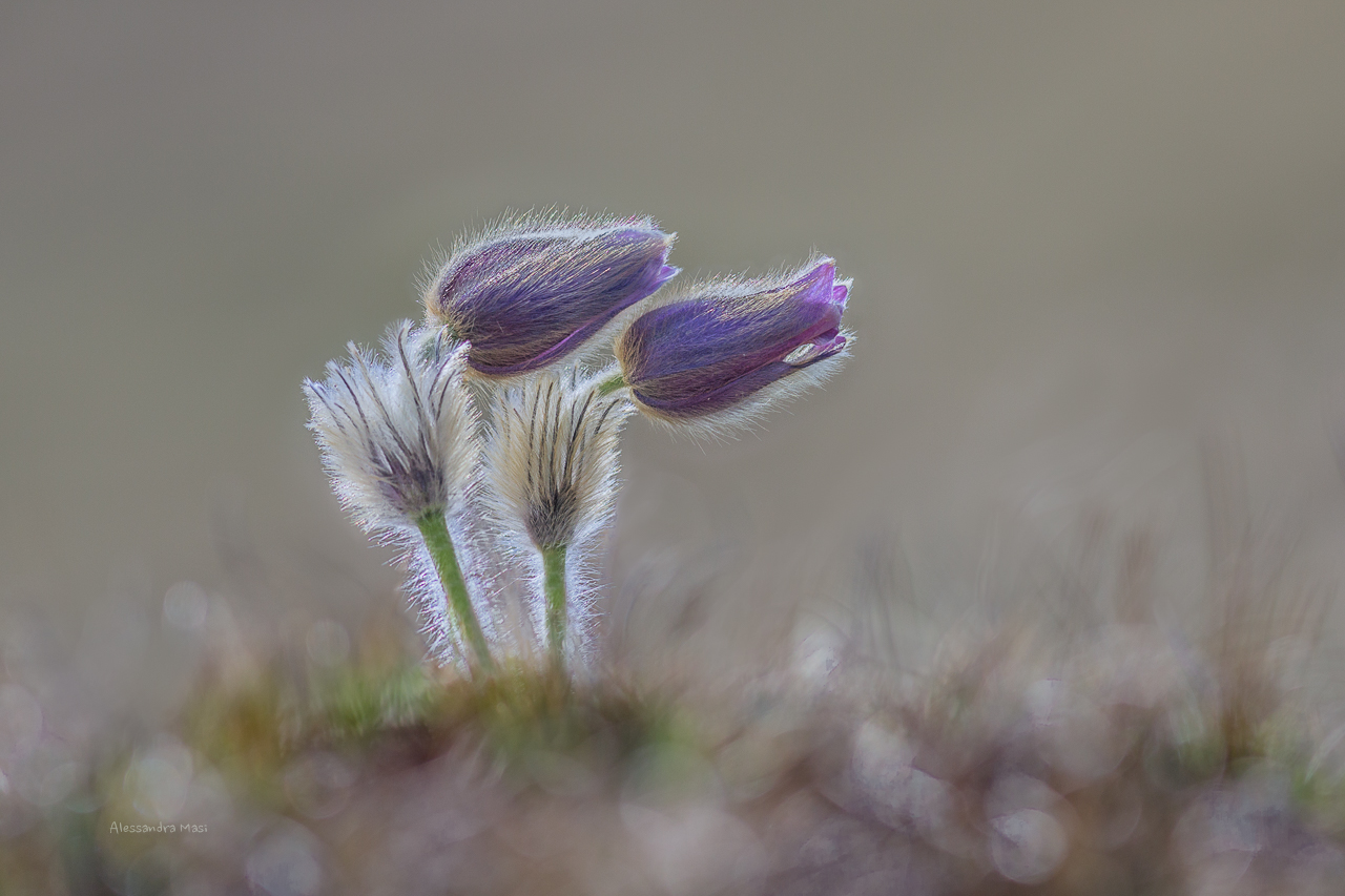 Pulsatilla vernalis 2