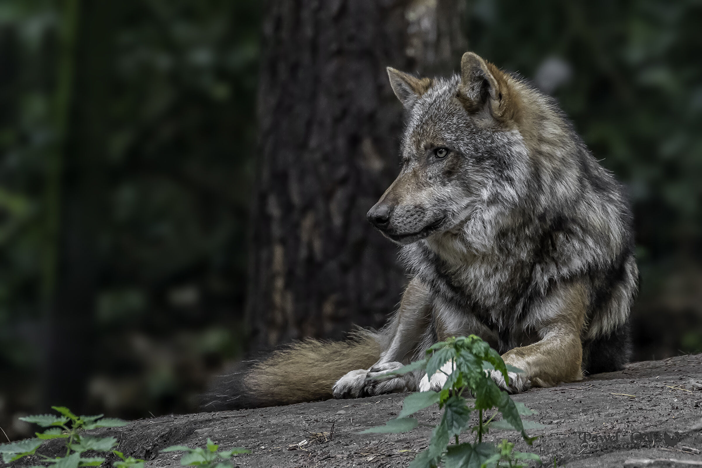 Wolf (Canis lupus)