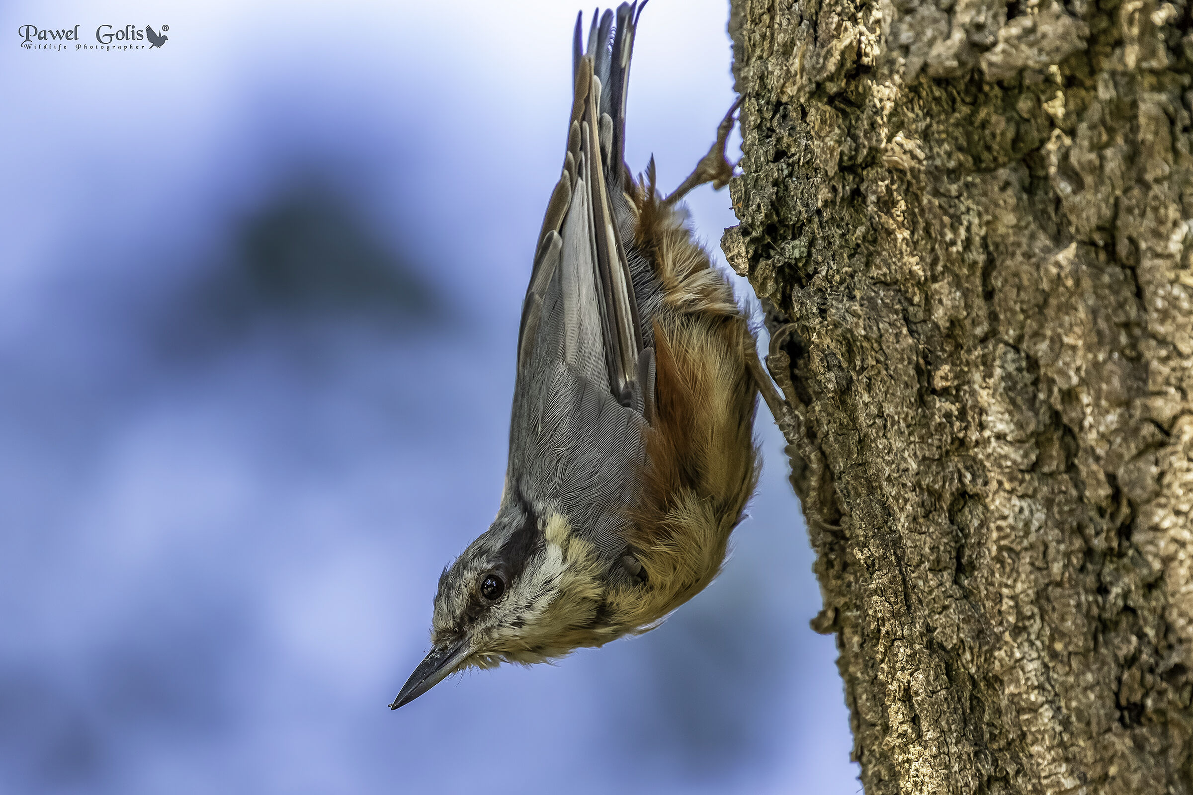 Nuthatch (Sitta europaea)