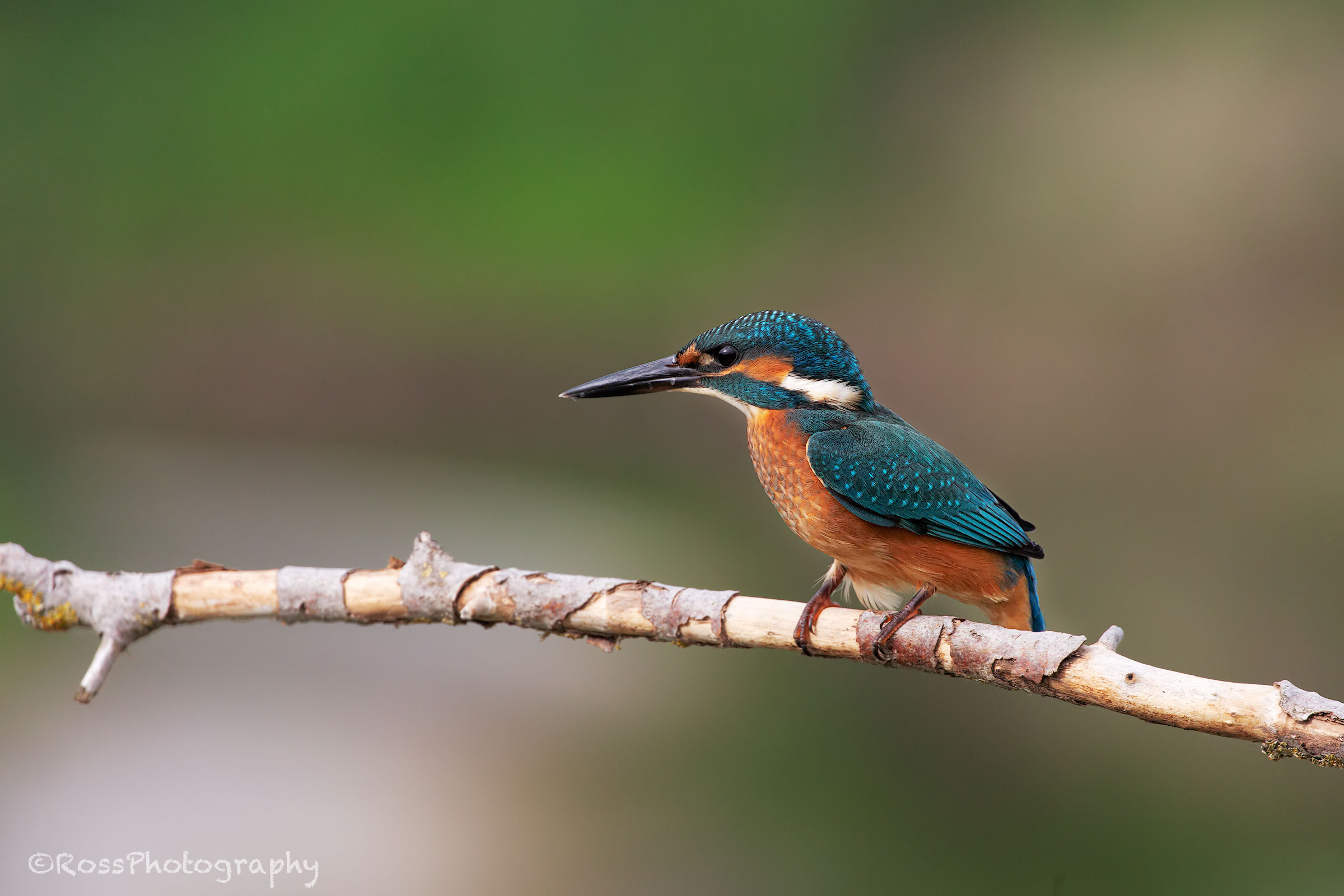 Kingfisher