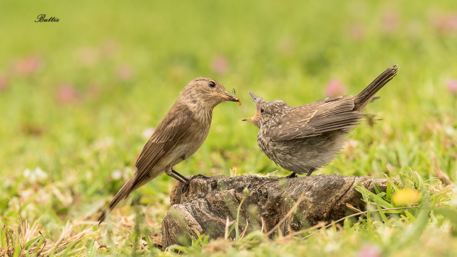 L'imbeccata del Pigliamosche