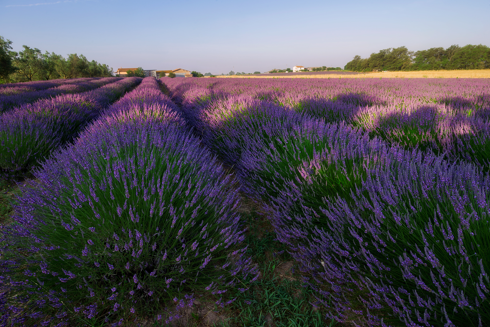 Beautiful and healthy