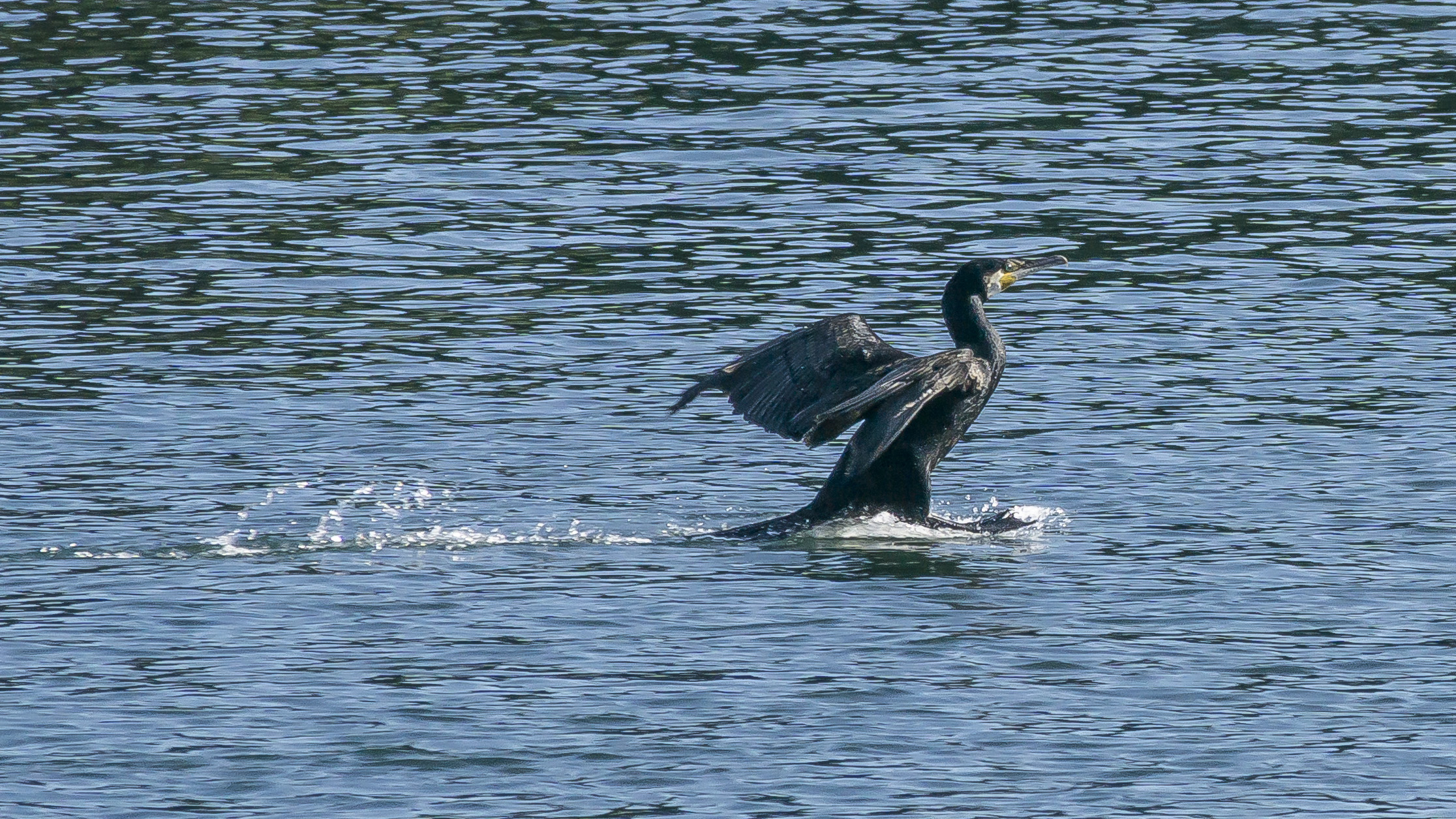 Cormorano in ammaraggio sul Ticino