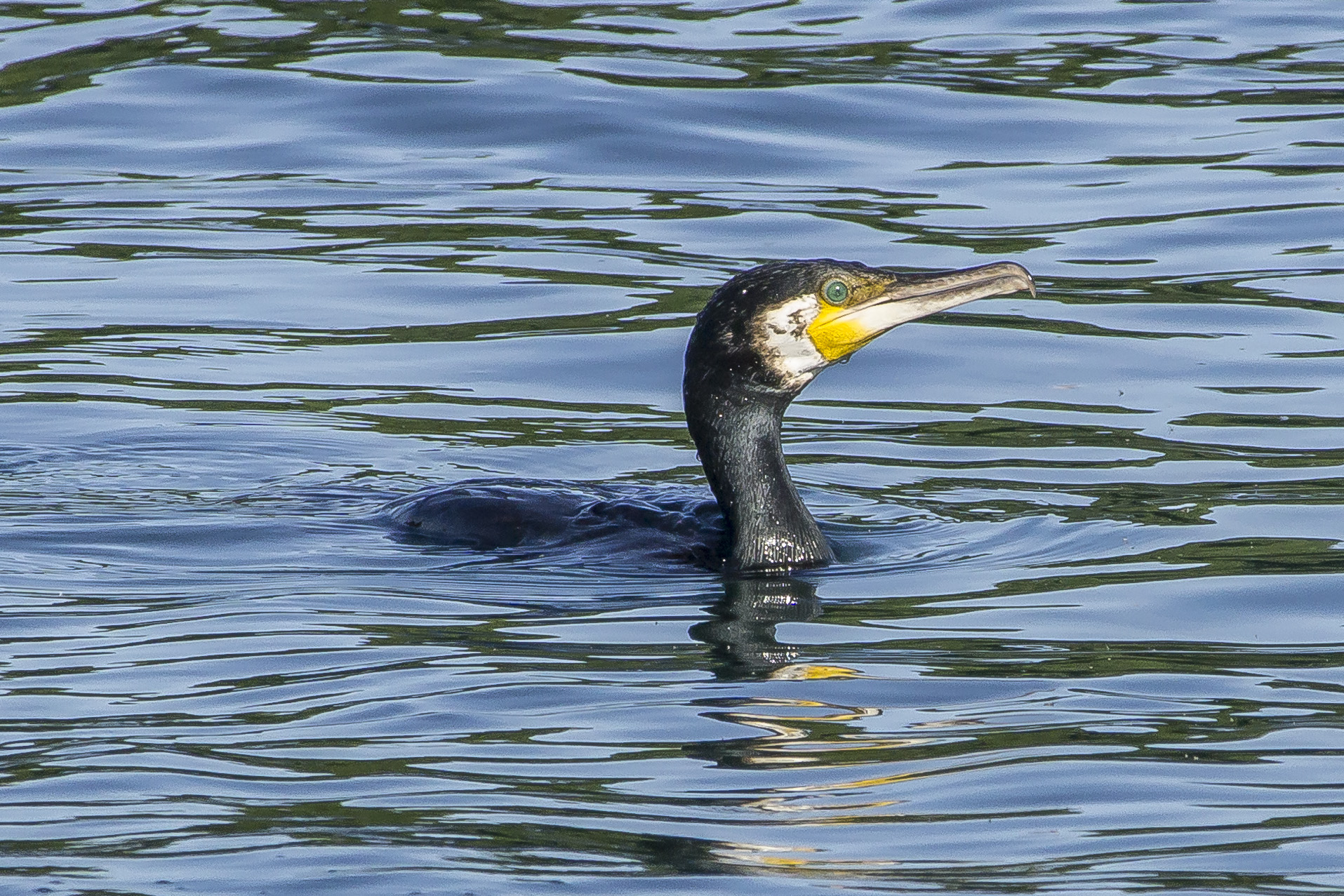 Cormorano