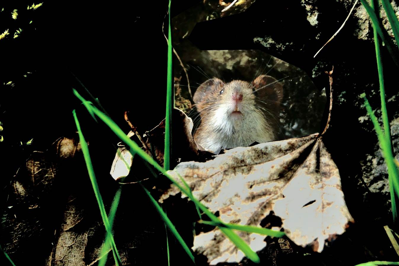 Mouse Gigio - reddish vole 1