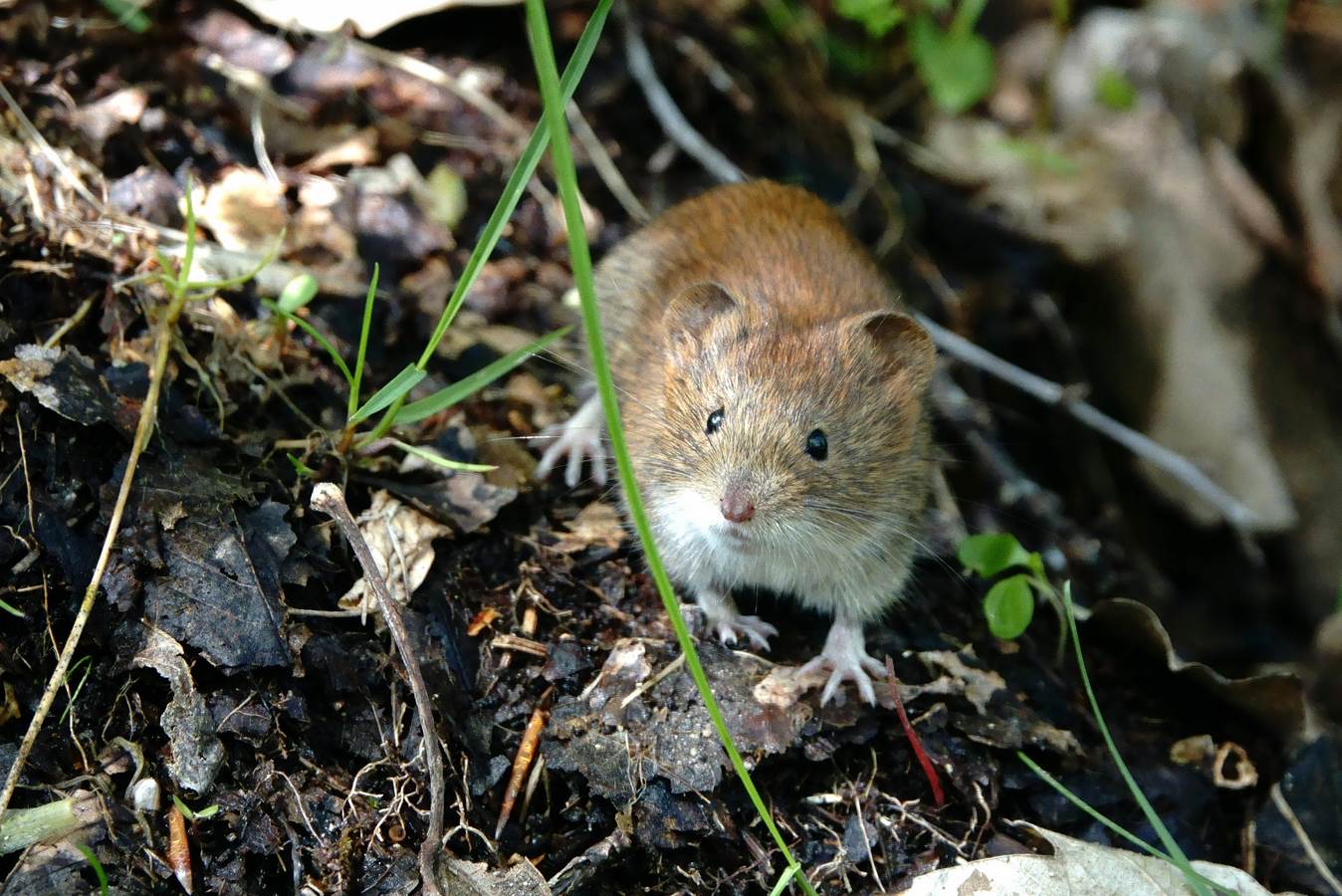 reddish vole 2