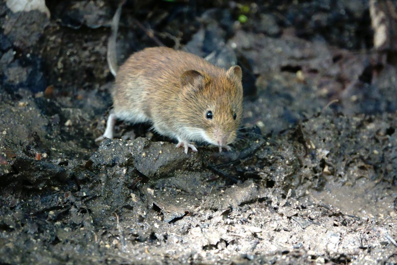 reddish vole 3