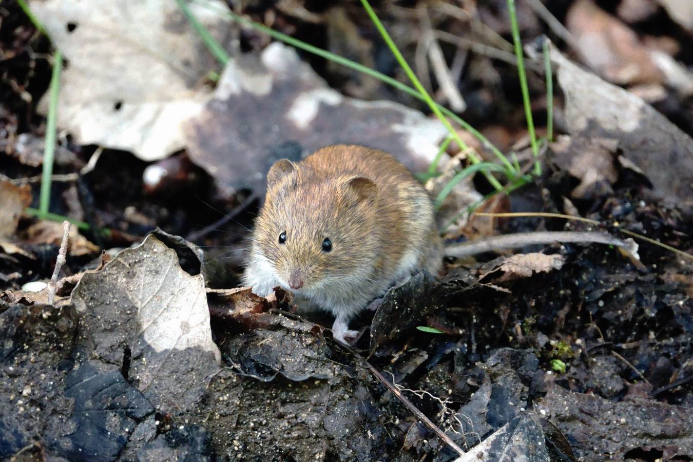 reddish vole 4