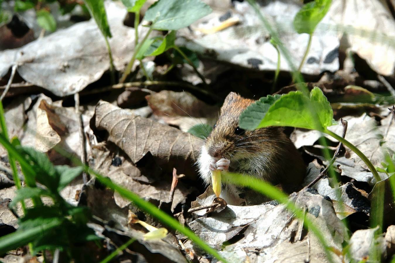 reddish vole 5