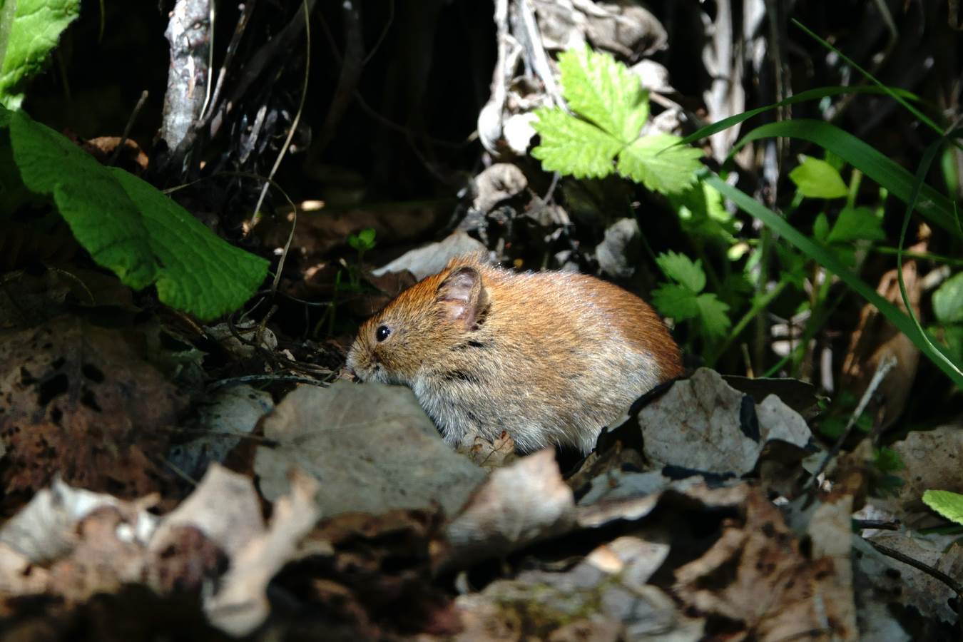 reddish vole 6