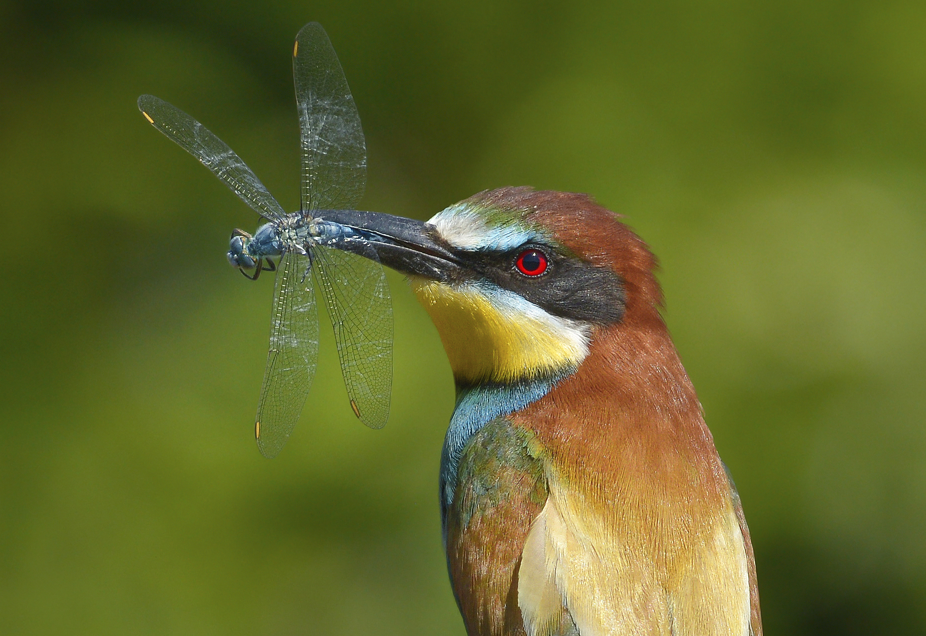 Il gruccione ela libellula.