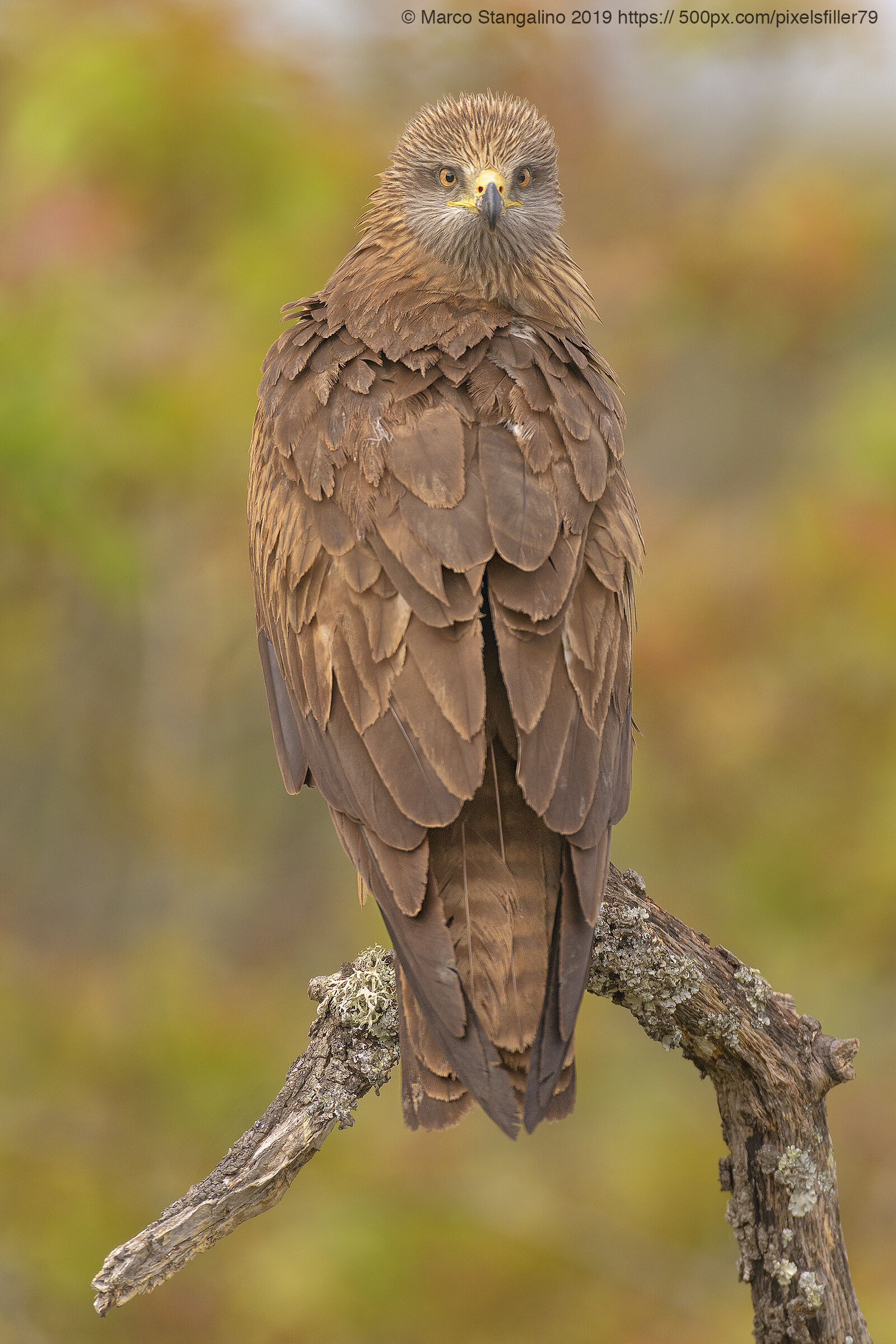 Black kite...