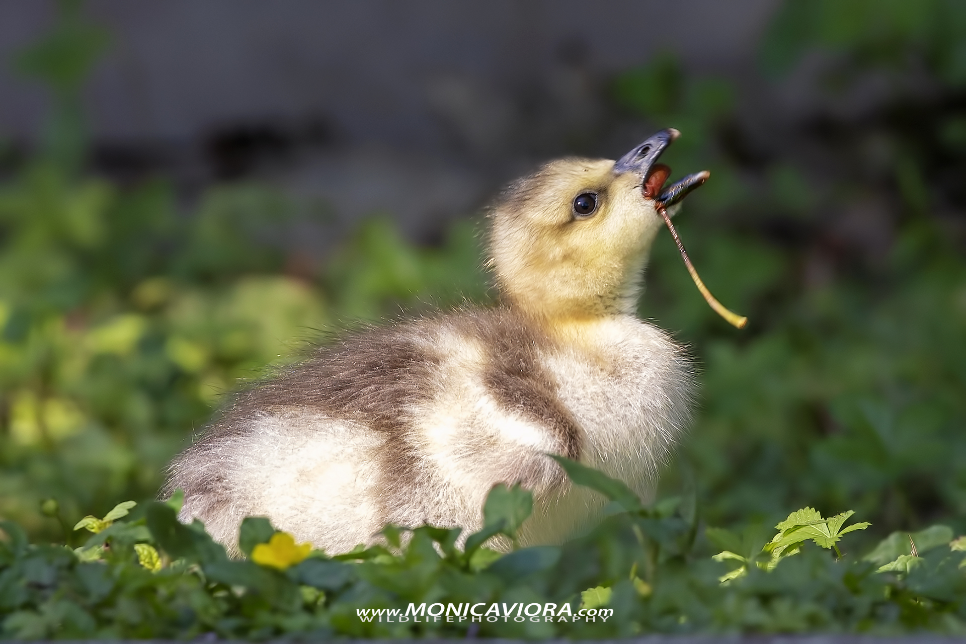 attenzione a non ingoiare il nocciolo!