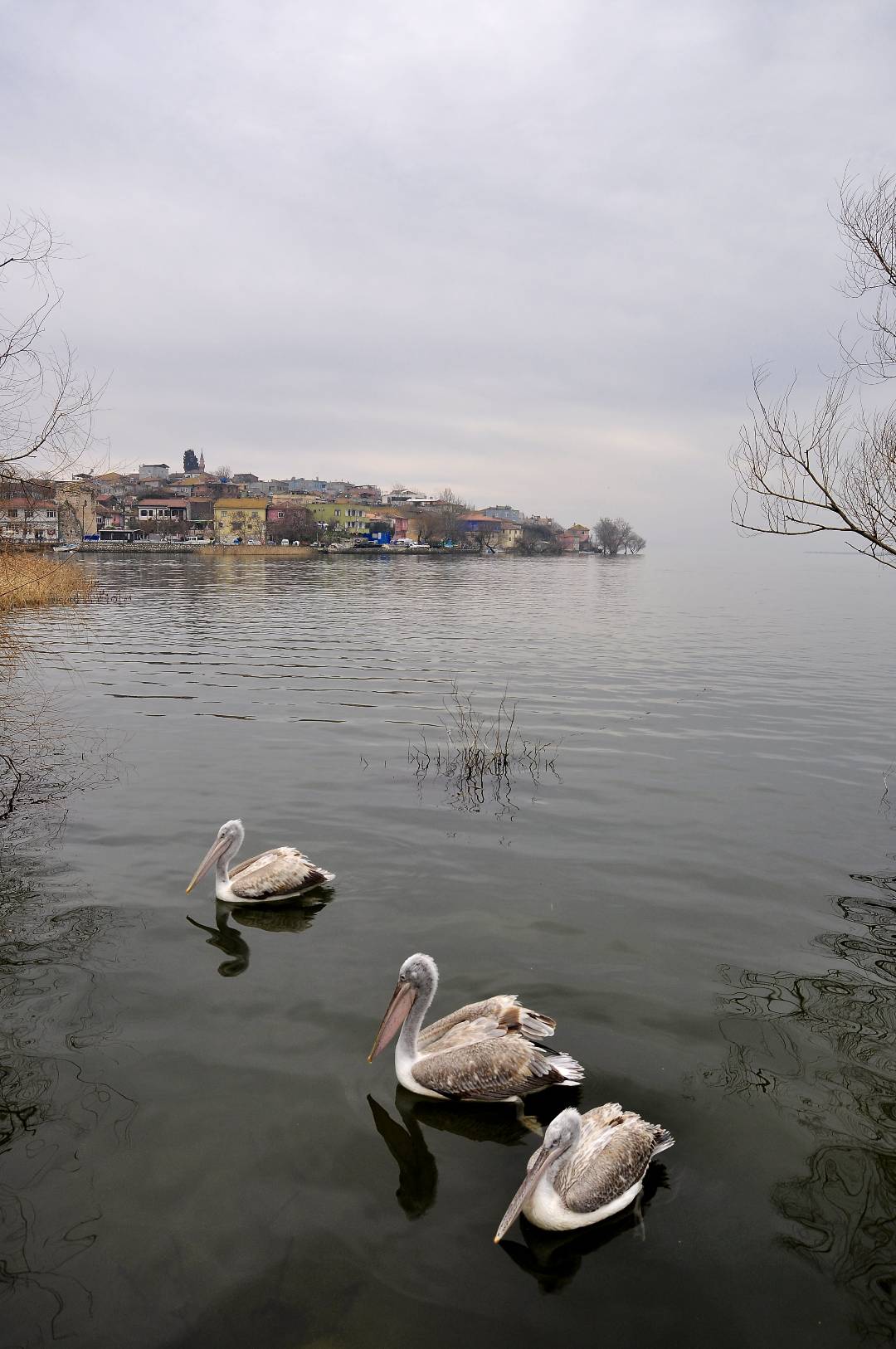 LA BURSA-Golyaz